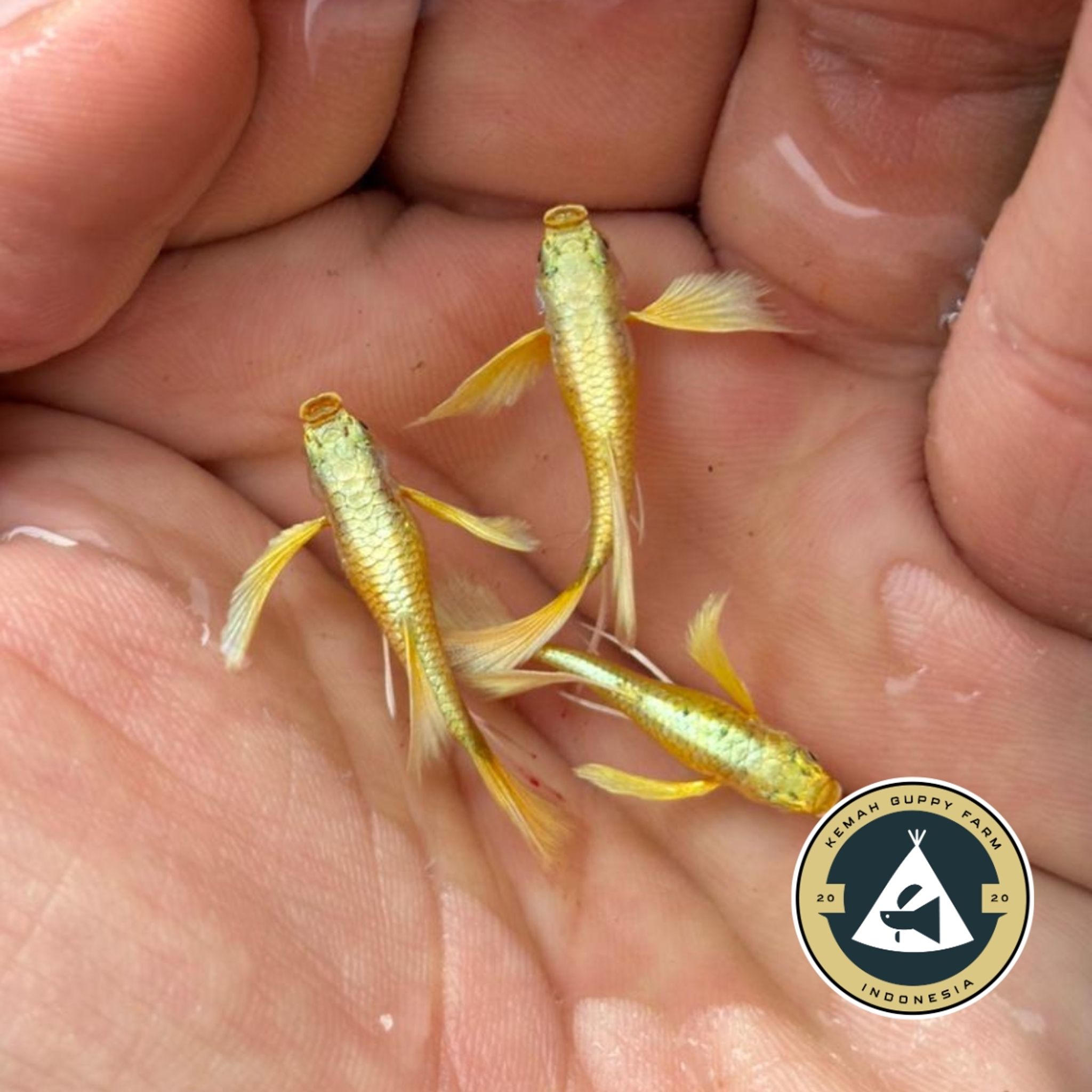 GUPPY FULL GOLD LONG EAR RIBBON (FULLGOLD)