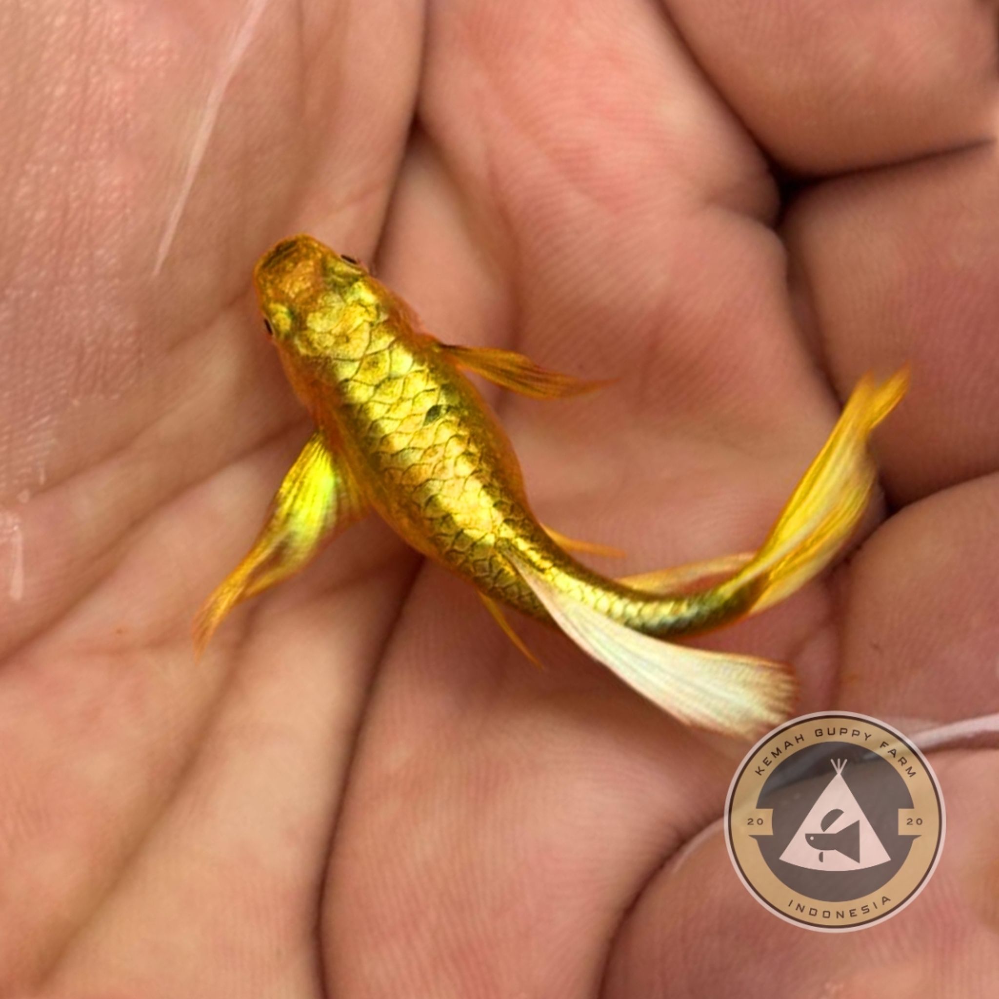 GUPPY FULL GOLD LONG EAR RIBBON (FULLGOLD)