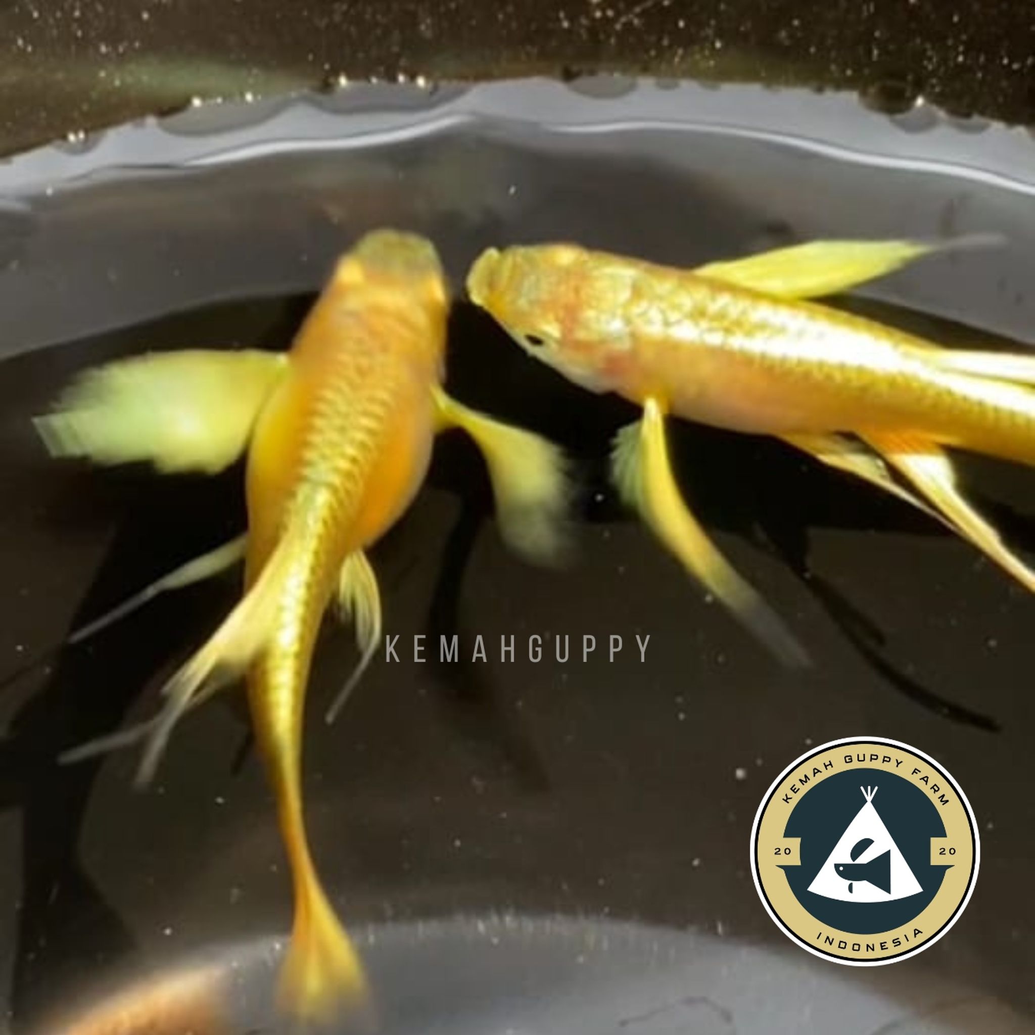 GUPPY FULL GOLD LONG EAR RIBBON (FULLGOLD)