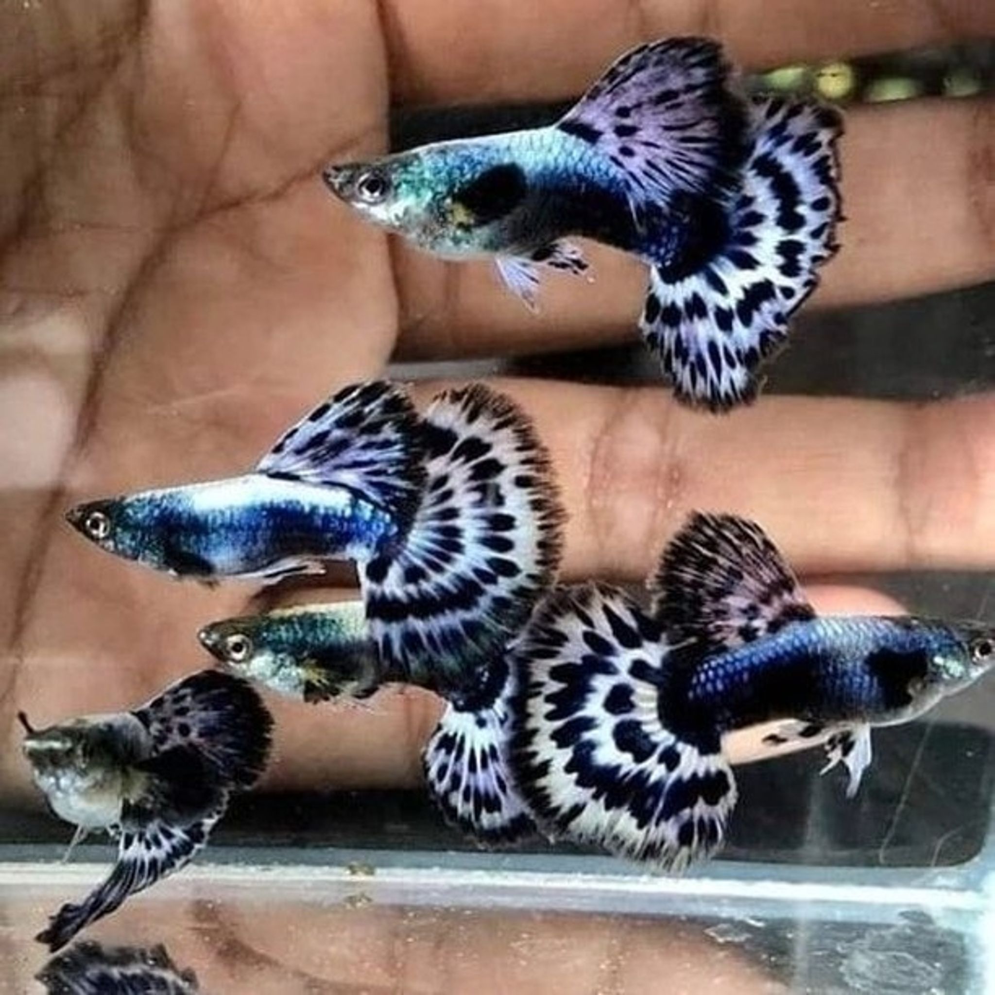 Higher Care Guppy Ivory