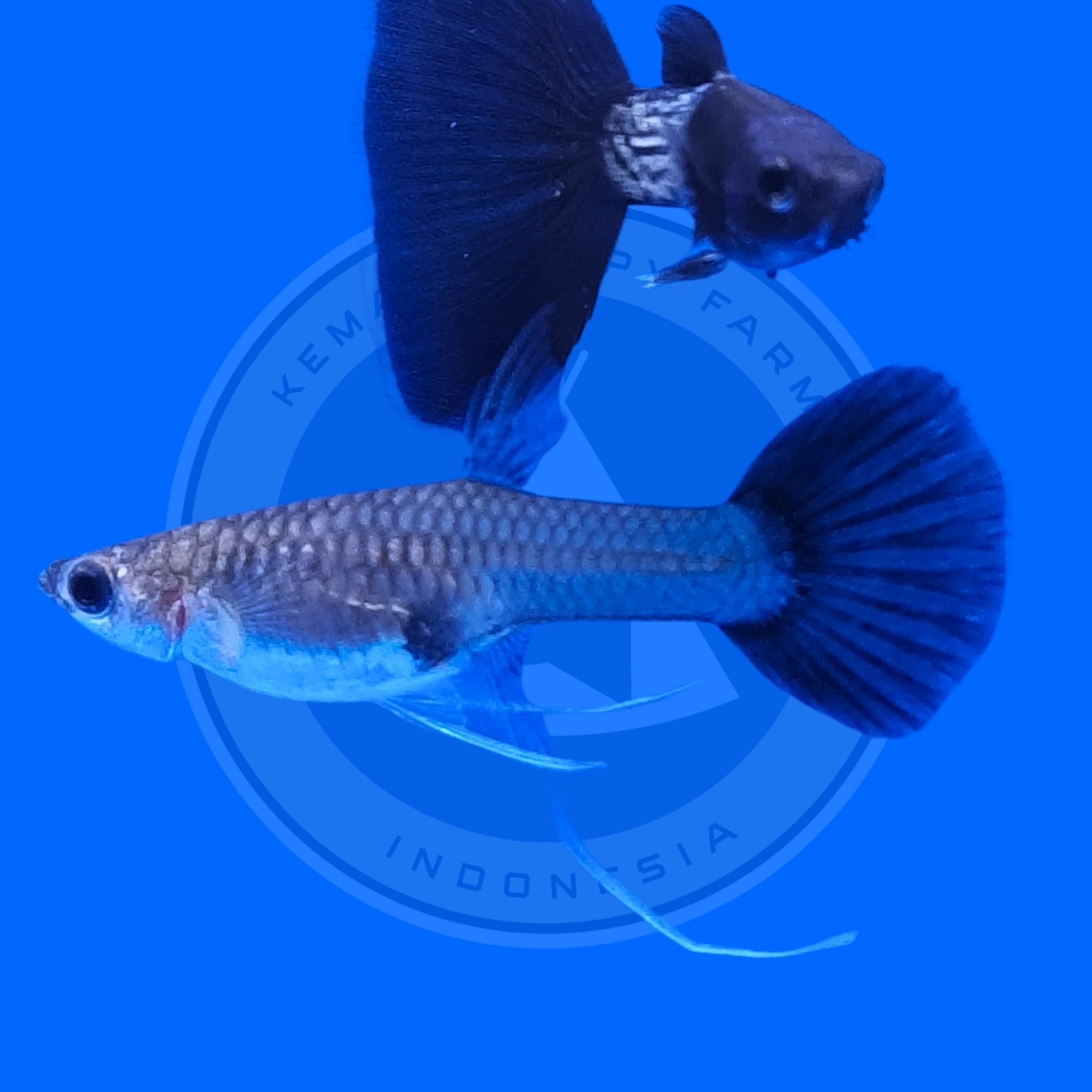 GUPPY MSSBT RIBBON (METAL SNAKE SKIN BLUE TAIL)