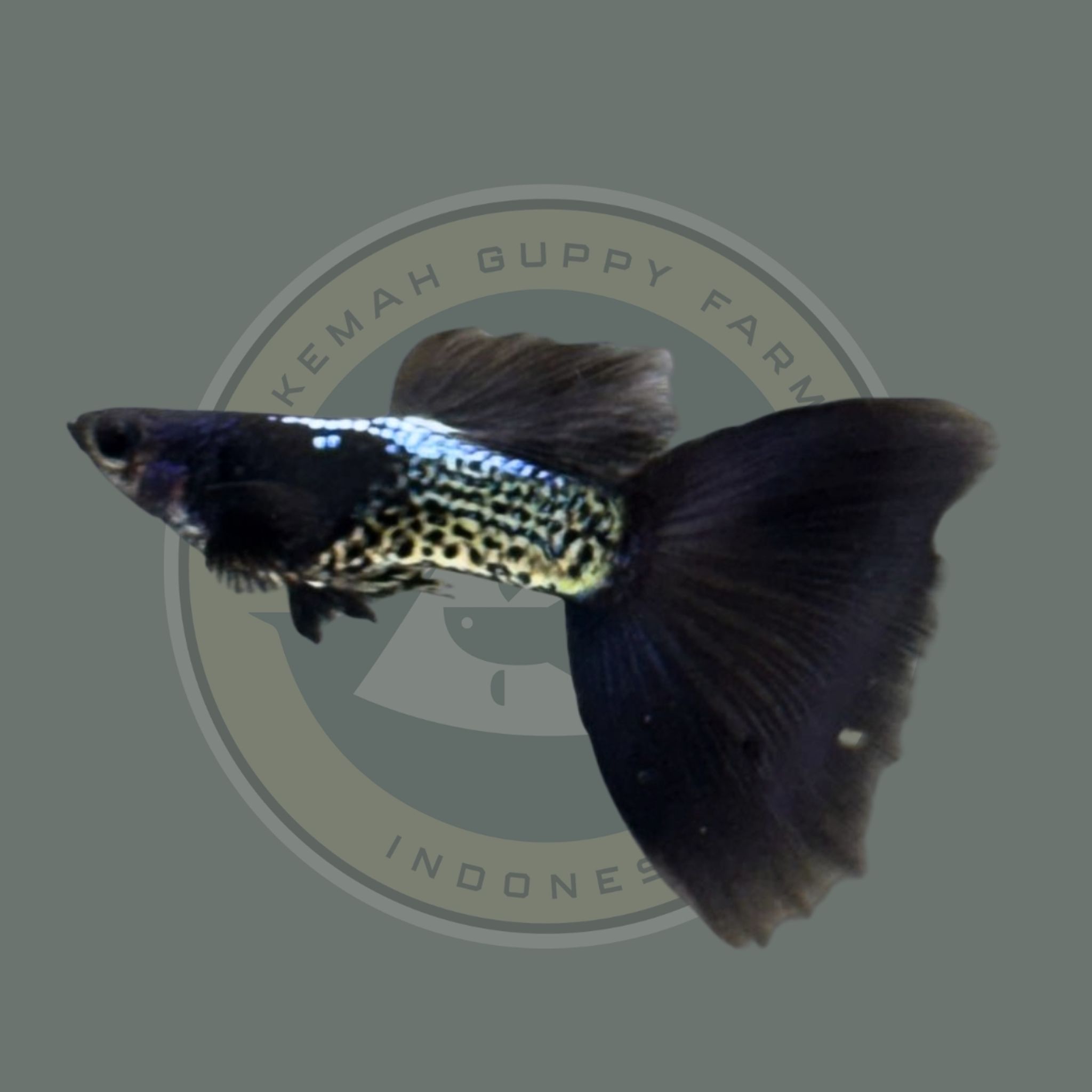 GUPPY METAL SNAKESKIN BLUE TAIL (MSSBT)