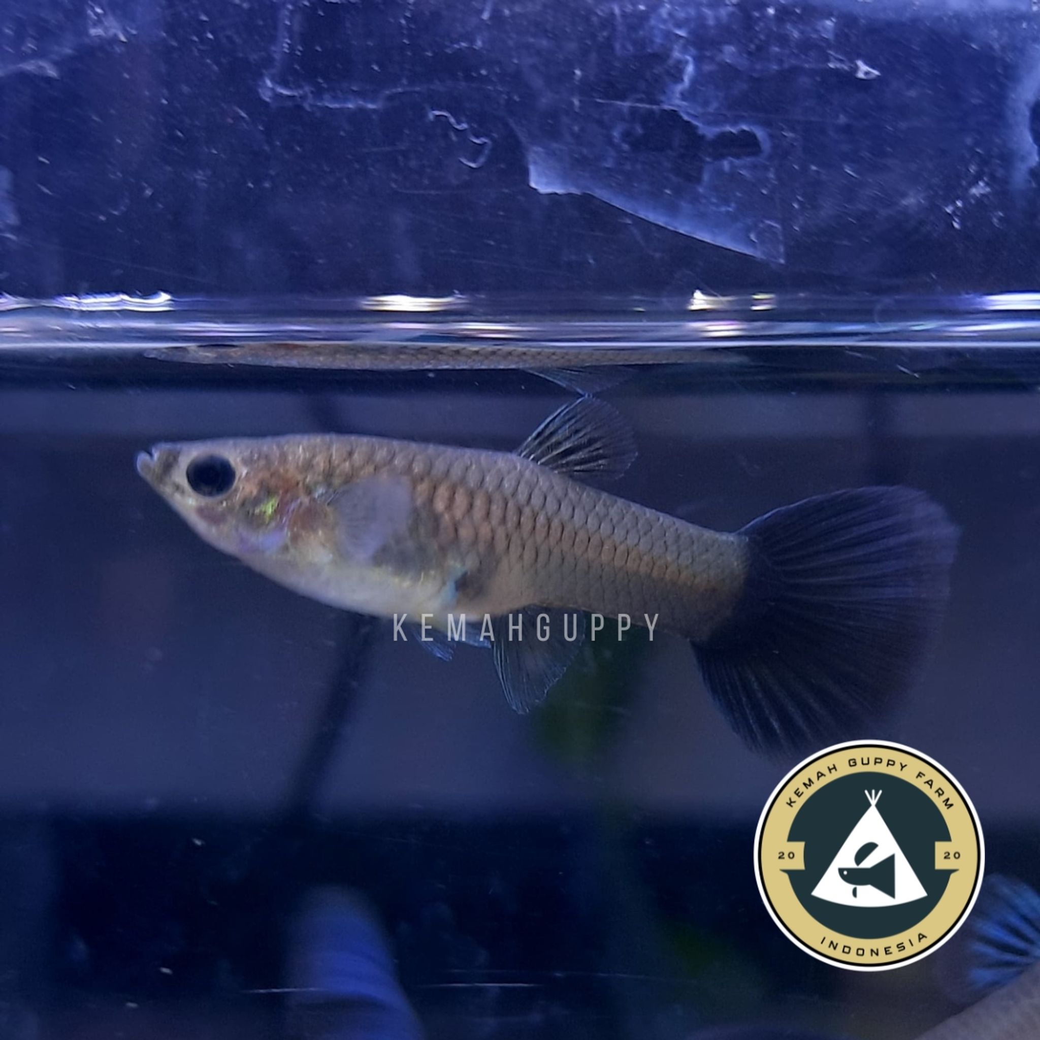 GUPPY METAL SNAKESKIN BLUE TAIL (MSSBT)