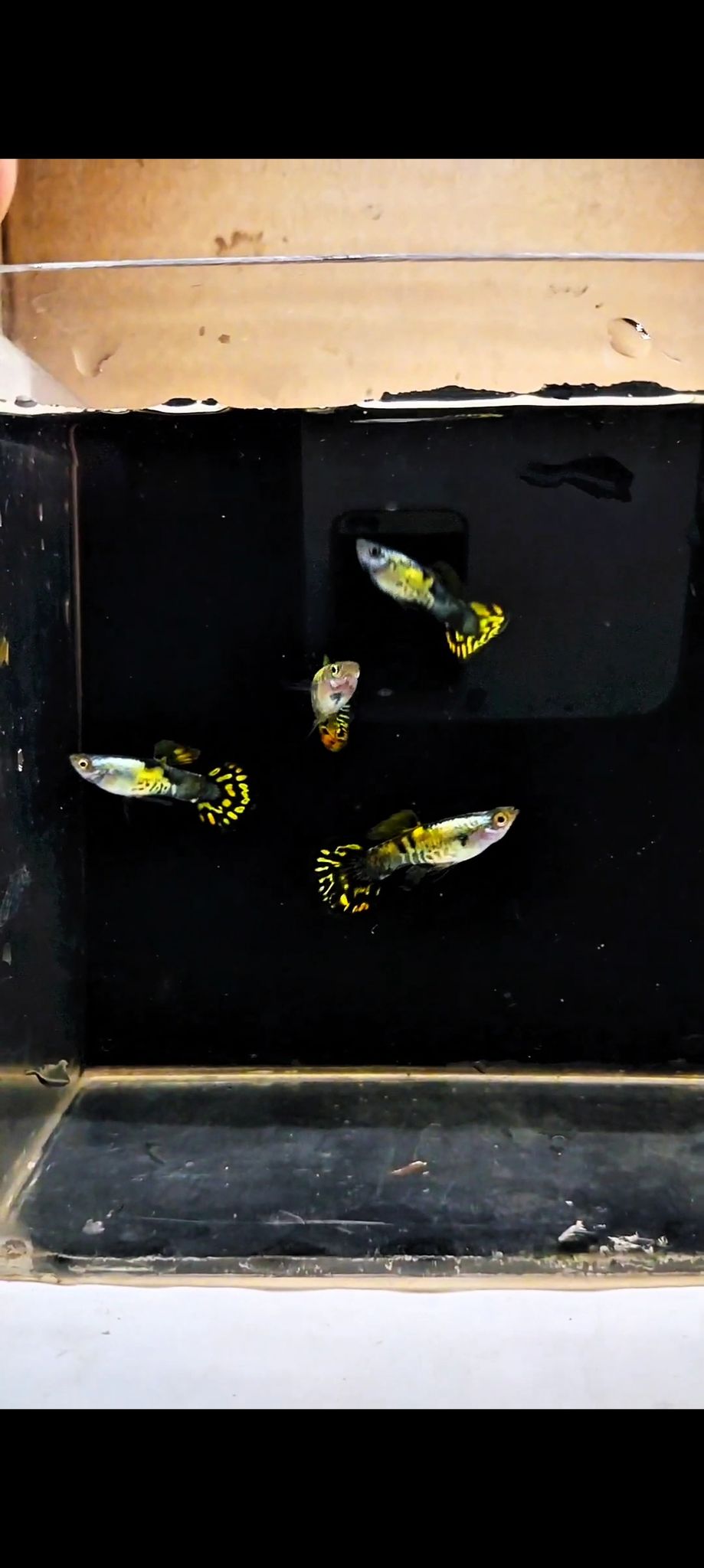 Guppy Platinum Galaxi Medusa Roundtail
