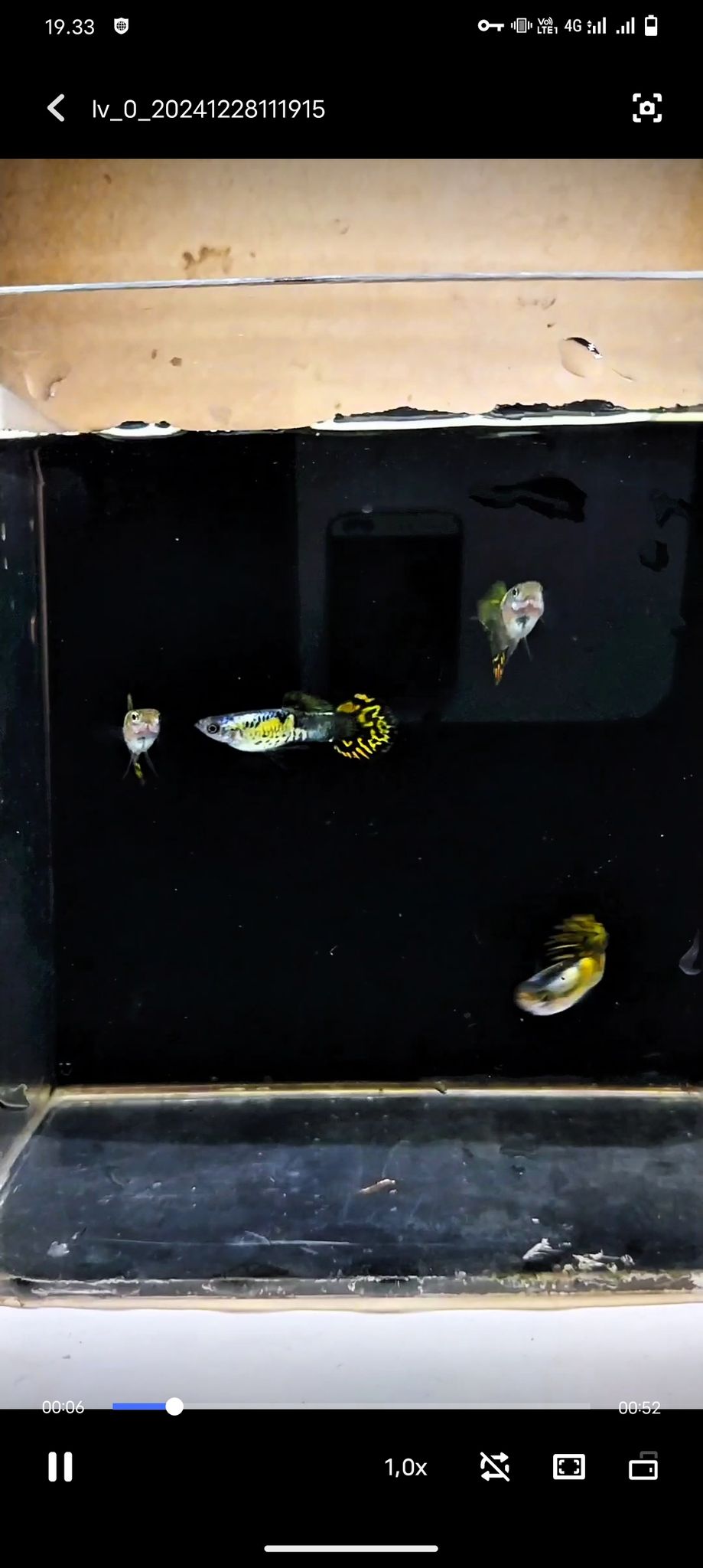 Guppy Platinum Galaxi Medusa Roundtail