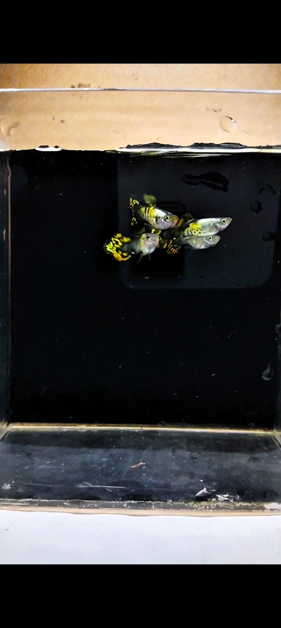 Guppy Platinum Galaxi Medusa Roundtail