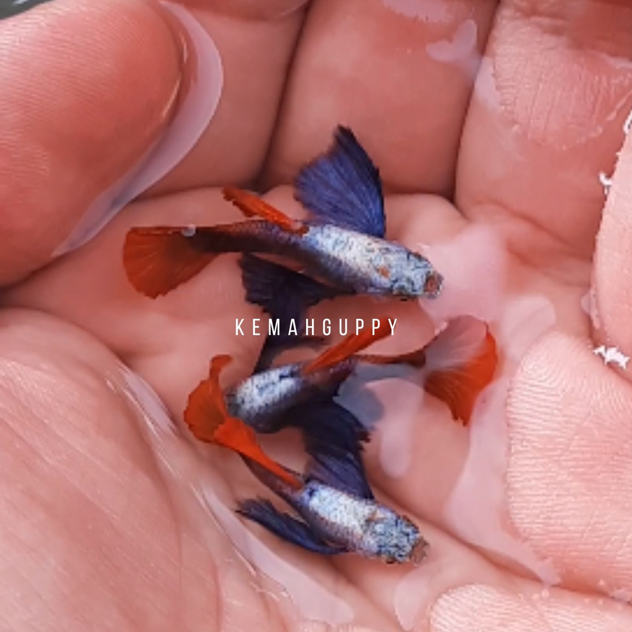 GUPPY PRTDE (Platinum Red Tail Dumbo Ear)