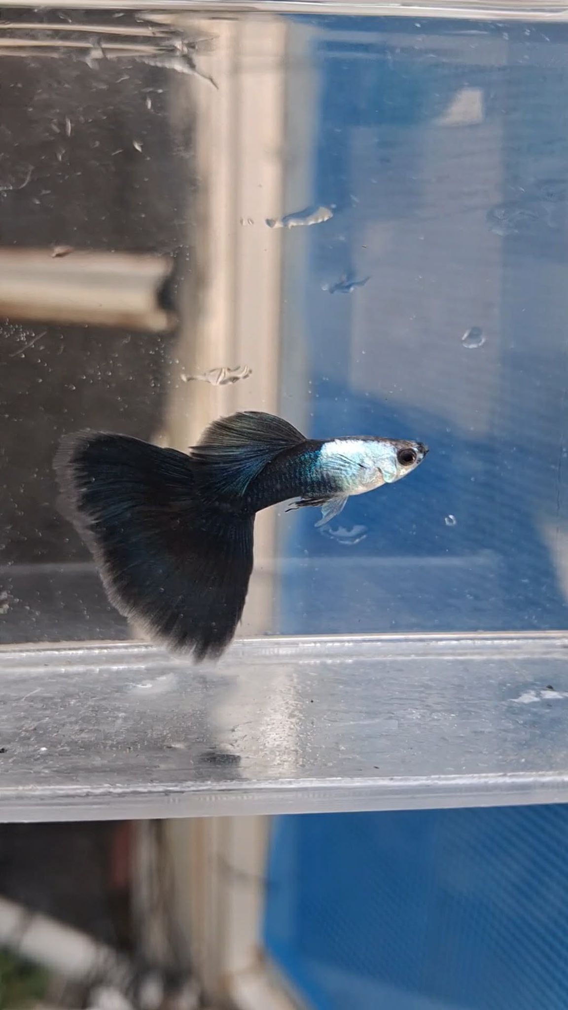 Guppy Silverado Blacktail