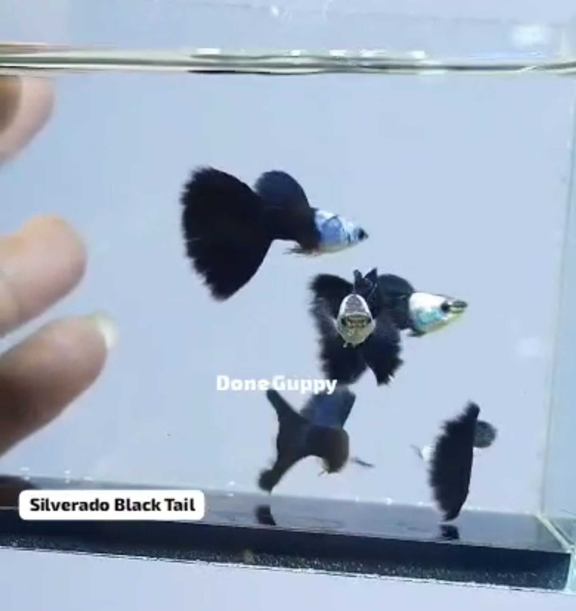 Guppy Silverado black tail delta