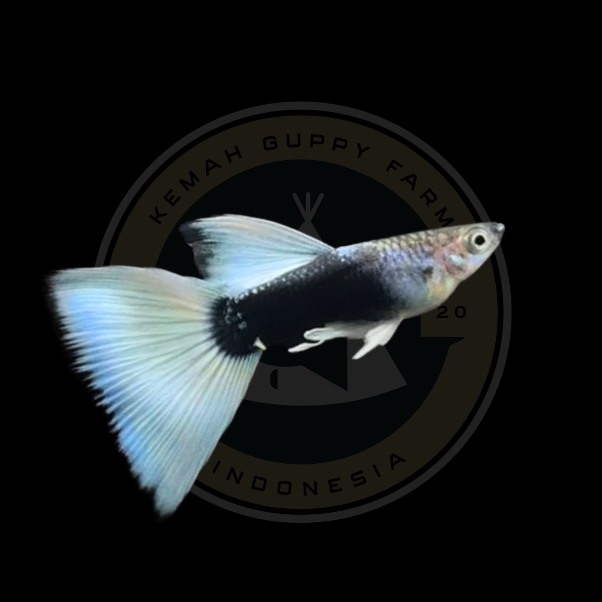 GUPPY HB WHITE RIBBON FINC (TUXEDO WHITE)