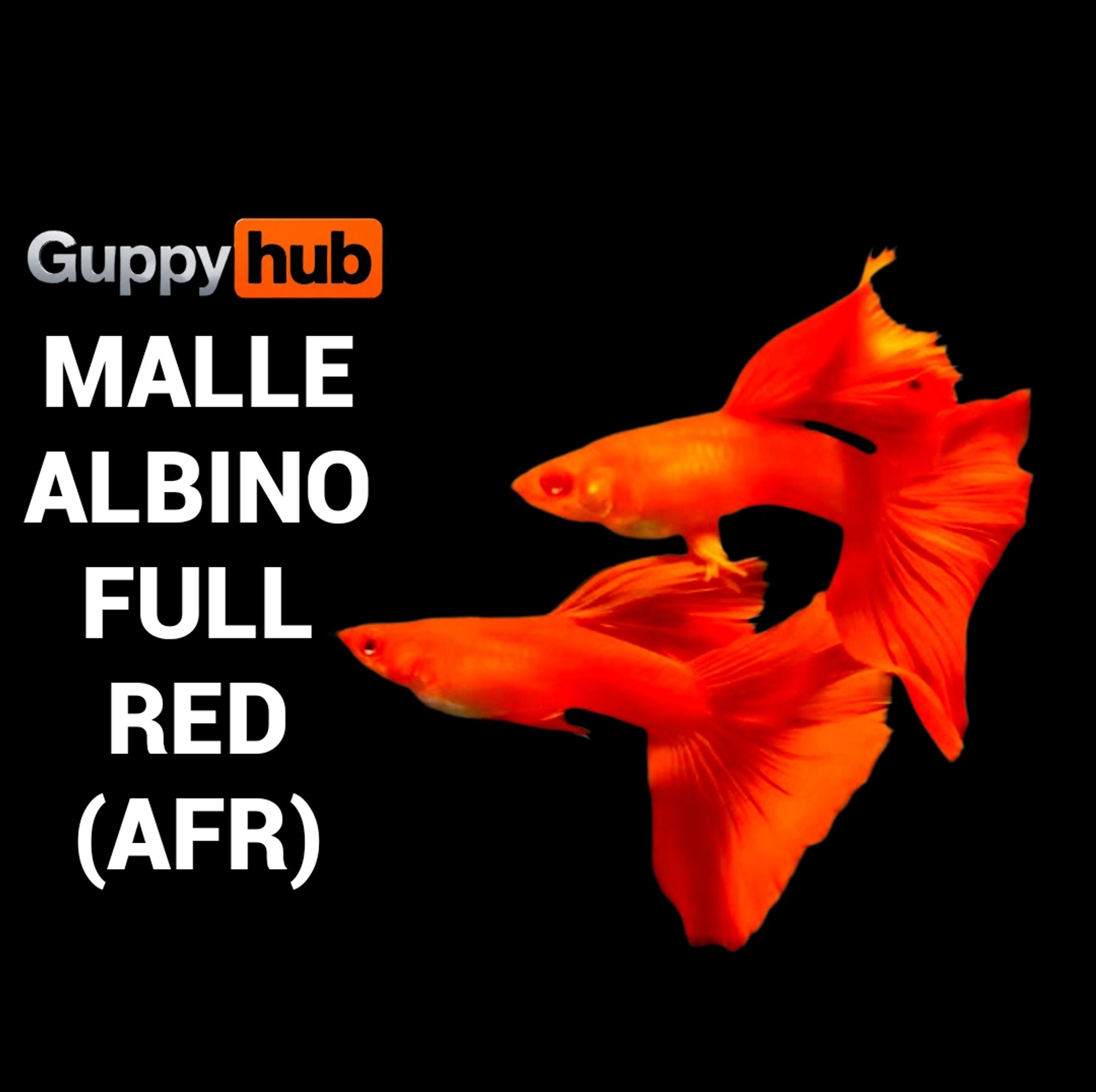 Guppy albino full red