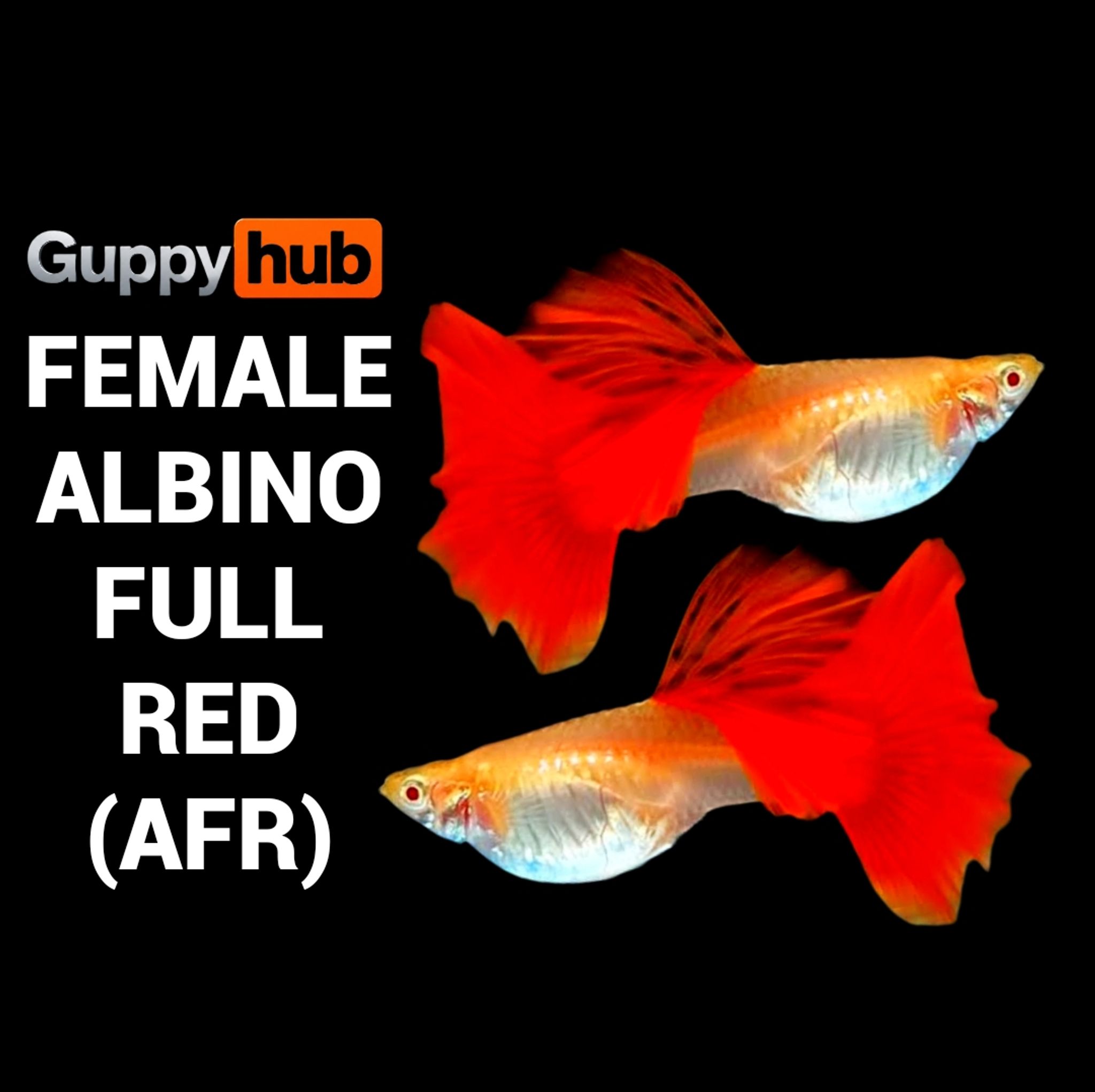Guppy albino full red