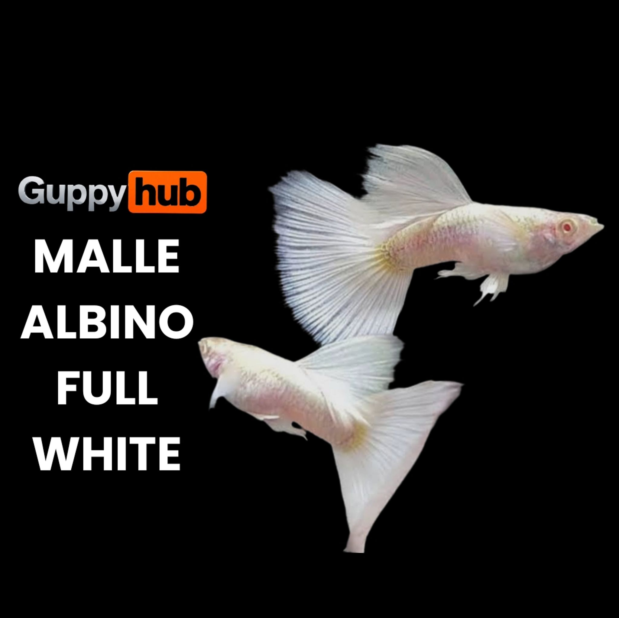 Guppy albino full white