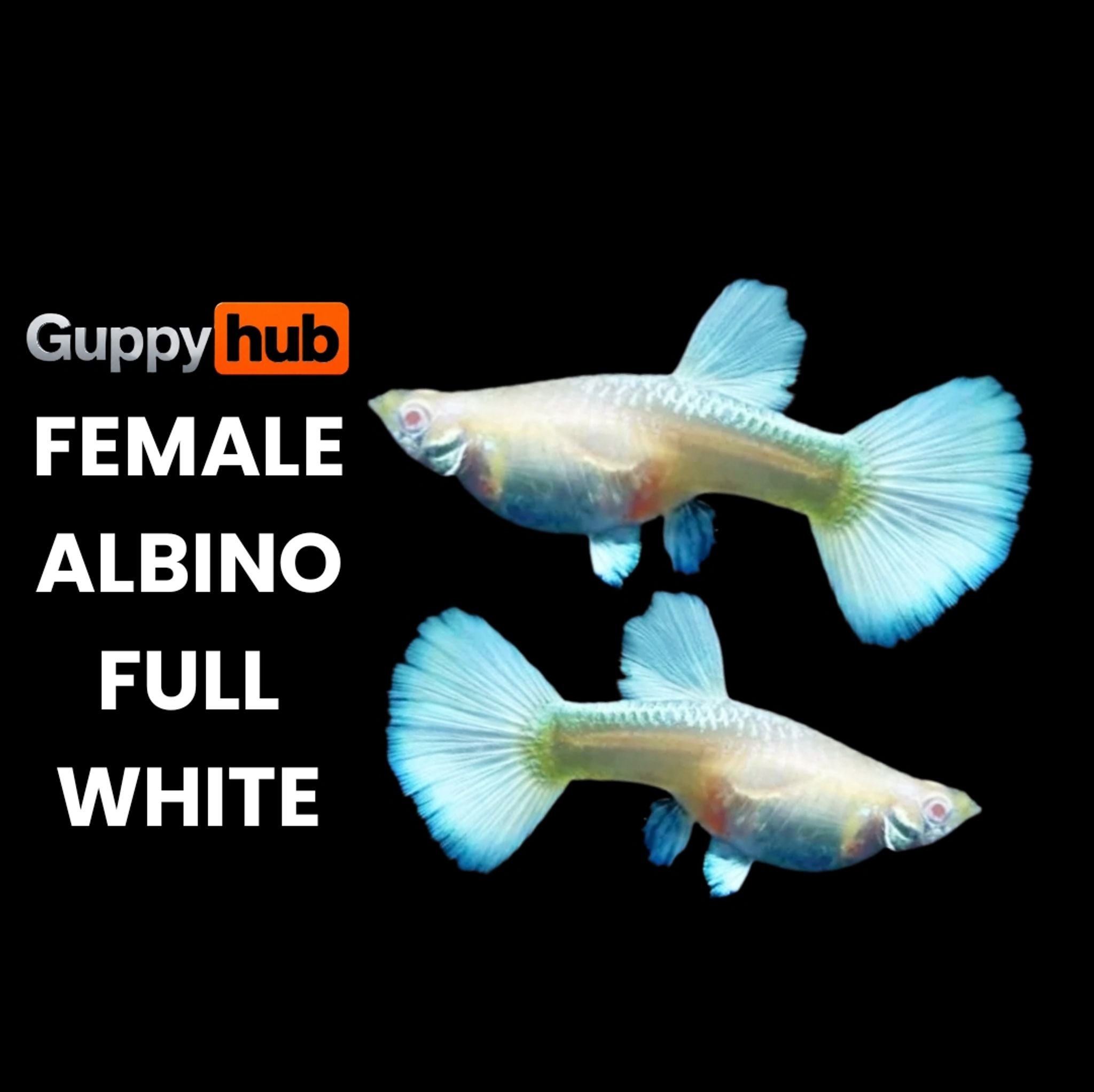 Guppy albino full white