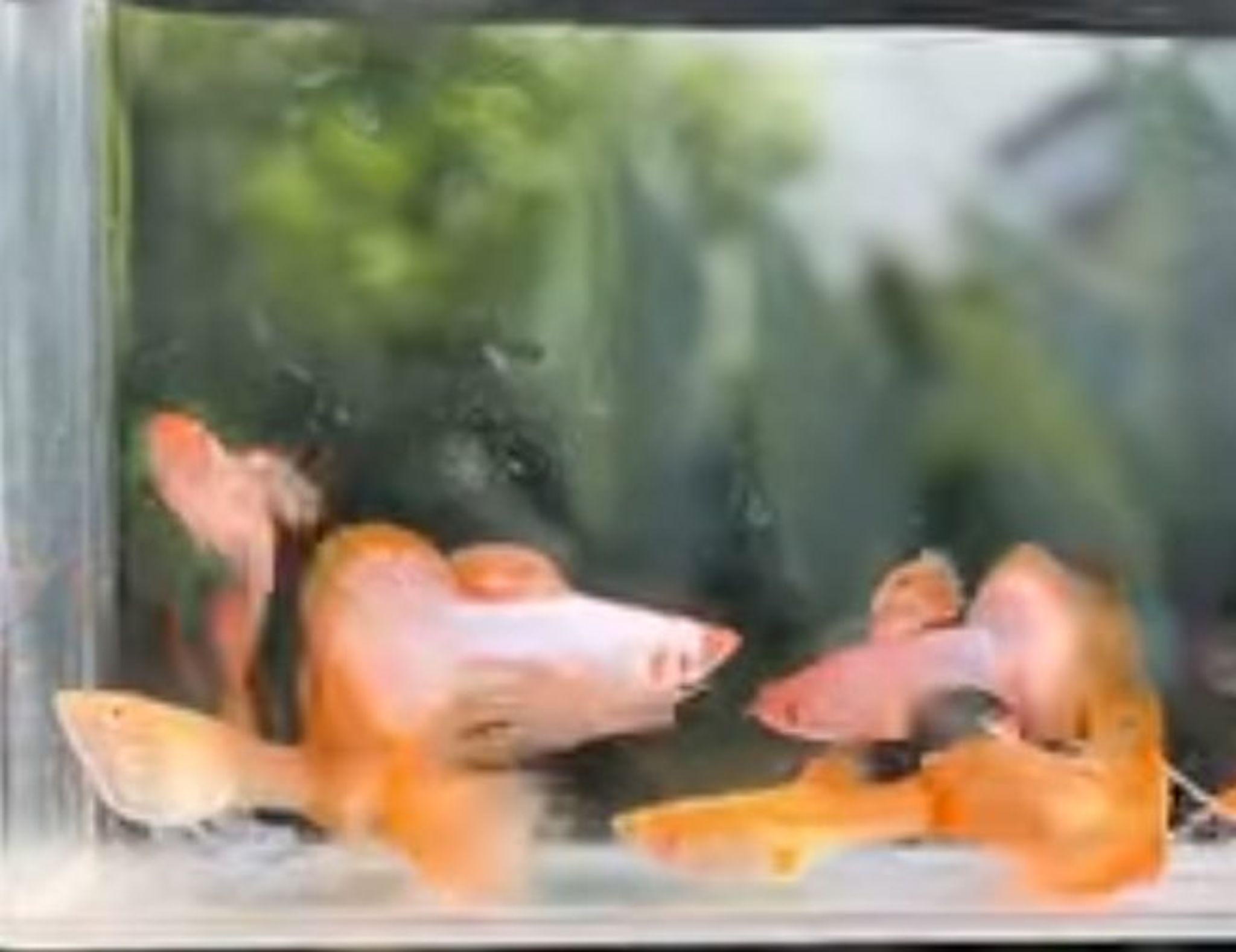 Guppy albino pink
