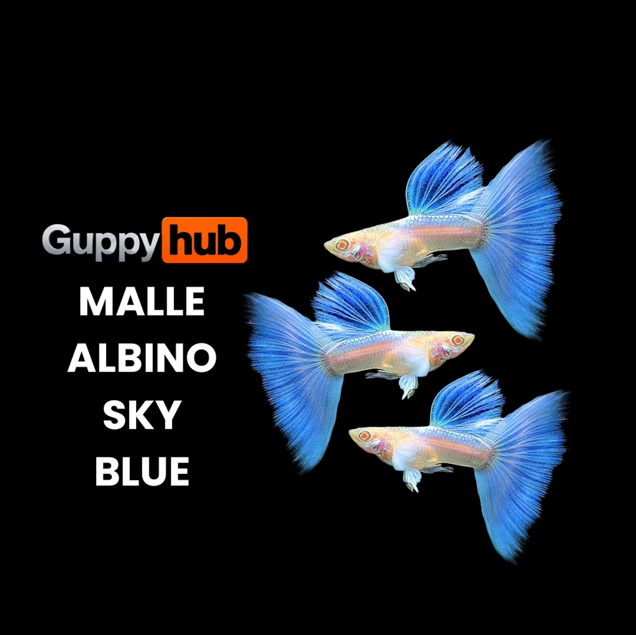 Guppy albino sky blue