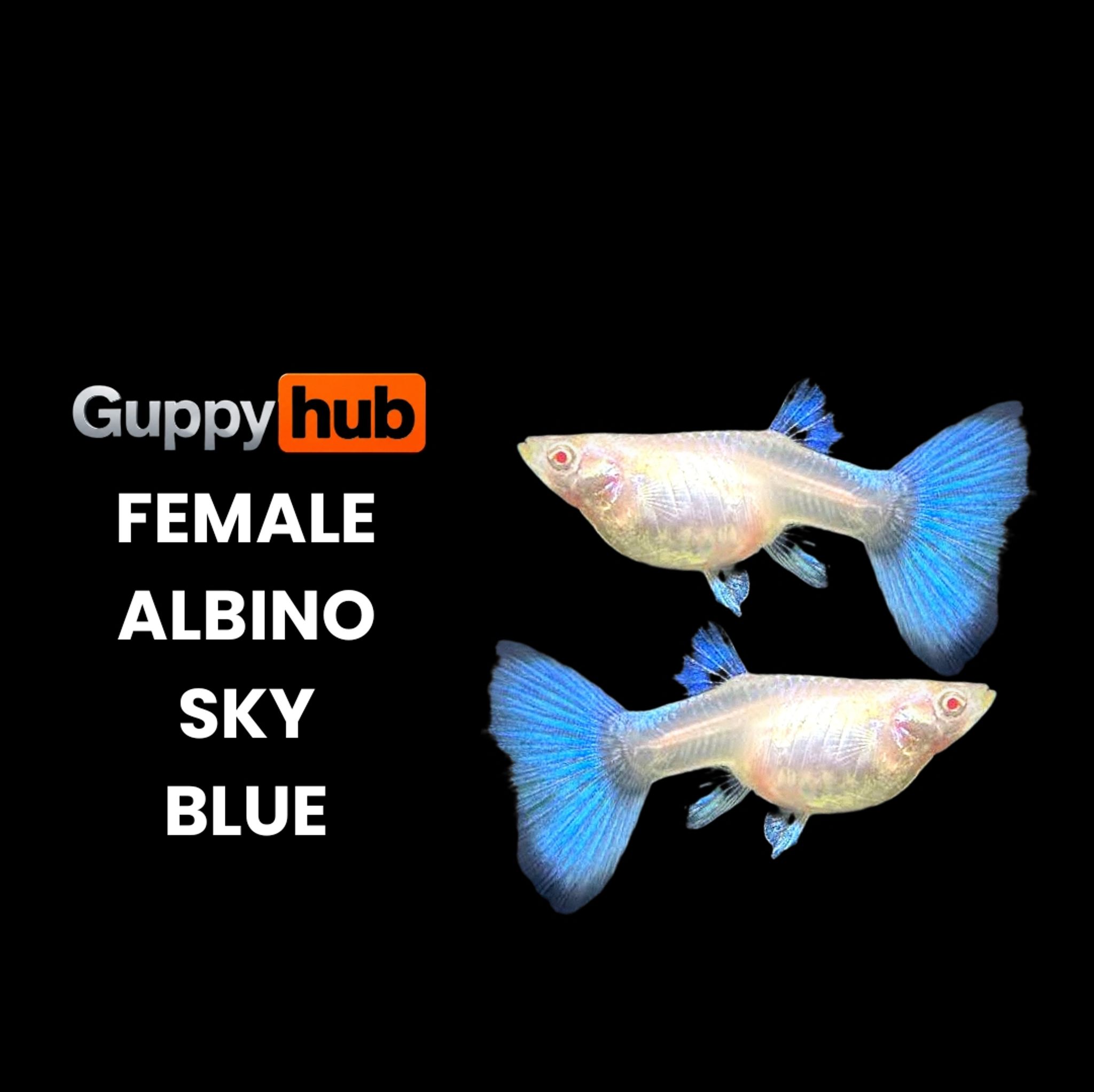 Guppy albino sky blue