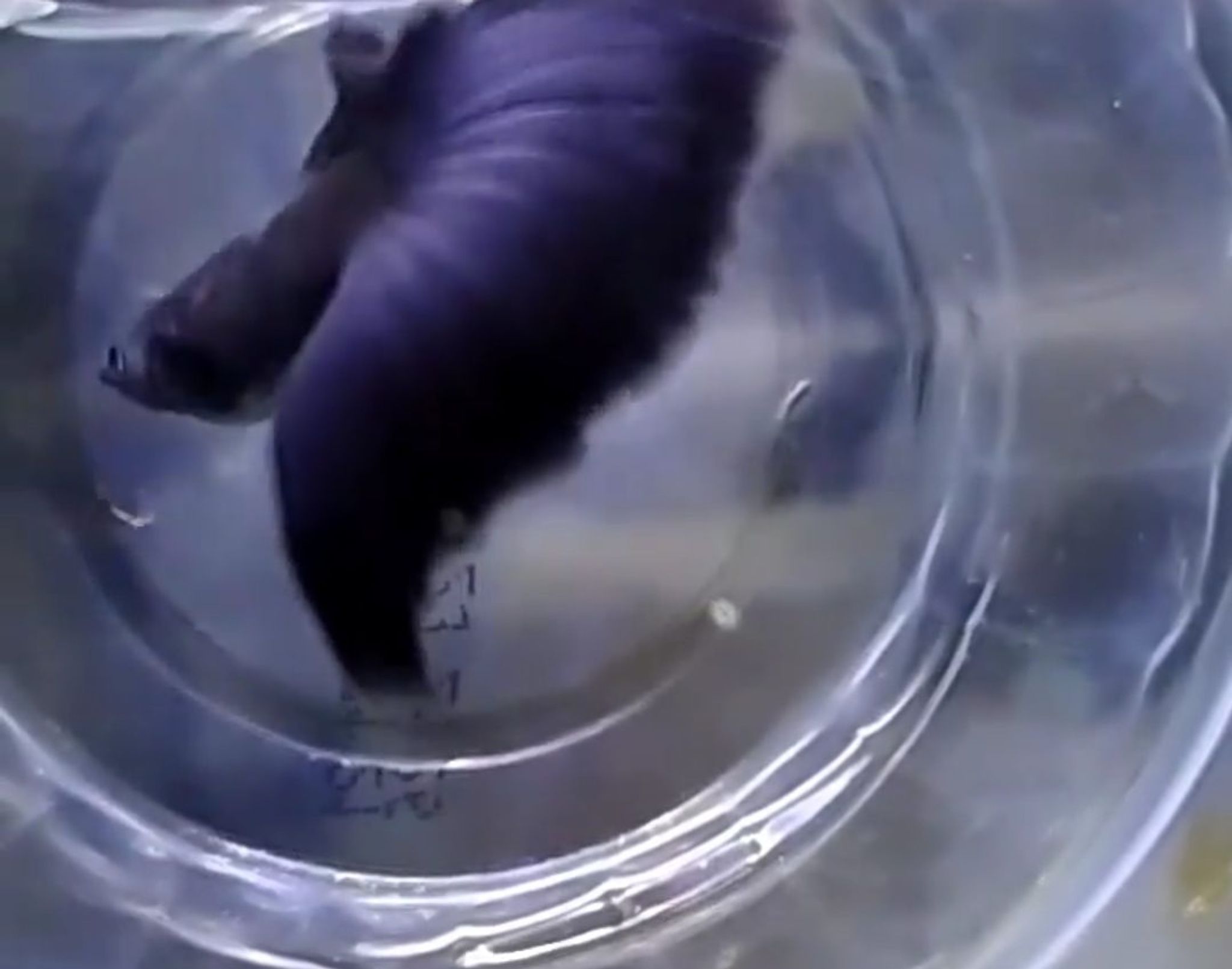 Guppy black Moskow
