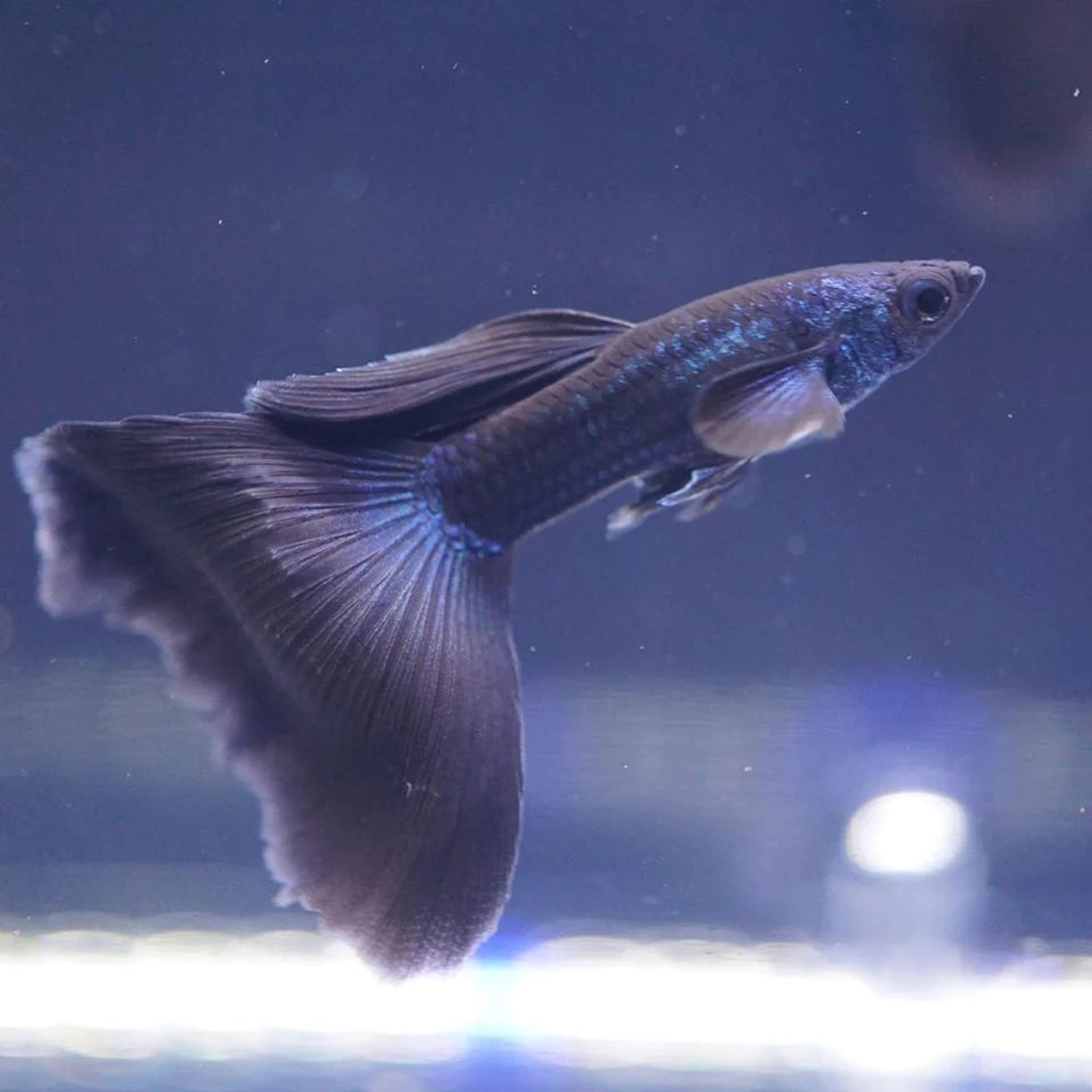 Higher Care Guppy dark blue moscow