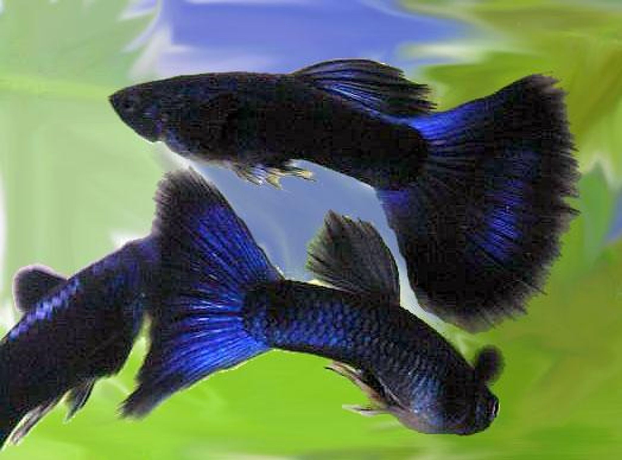 Higher Care Guppy dark blue moscow
