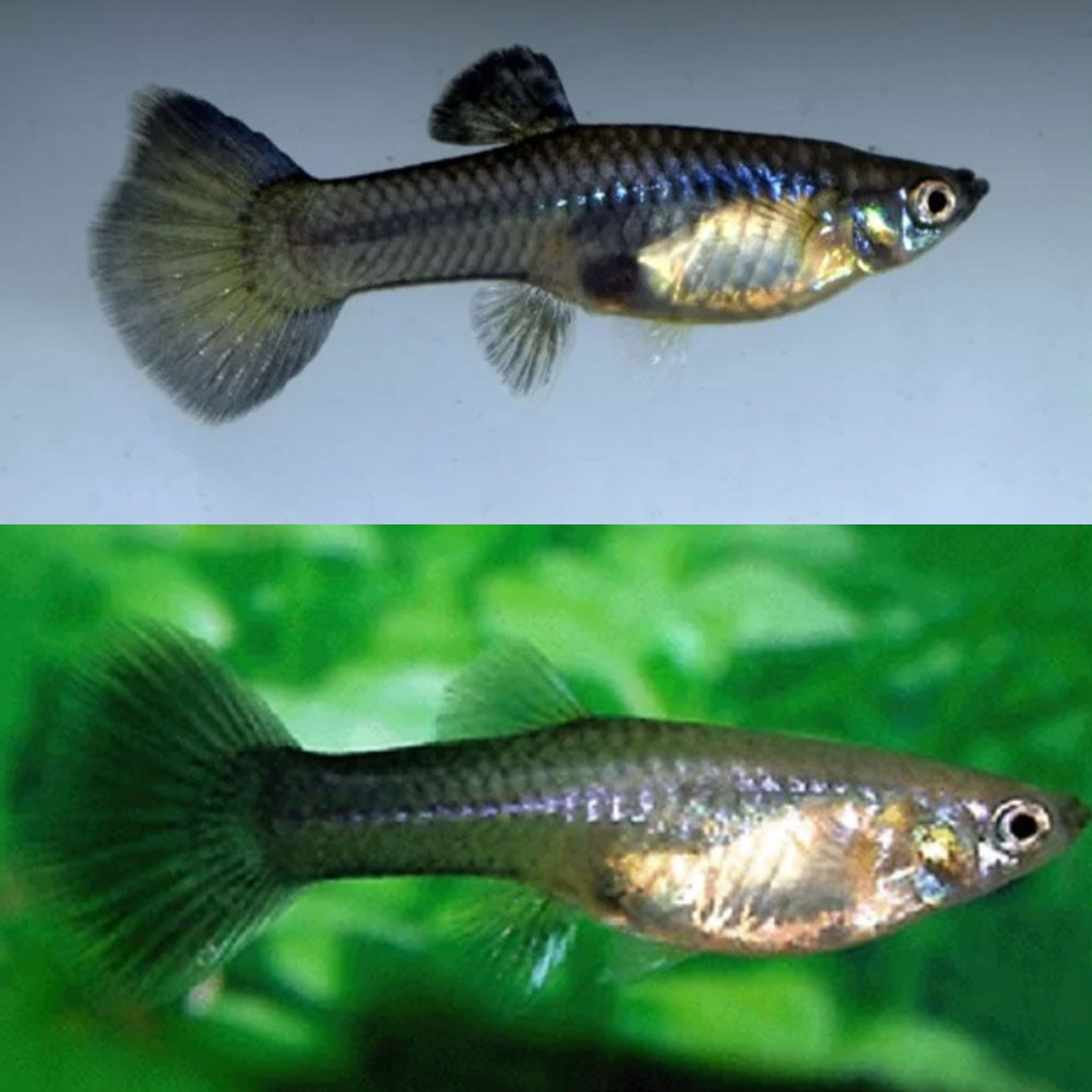 Higher Care Guppy dark blue moscow