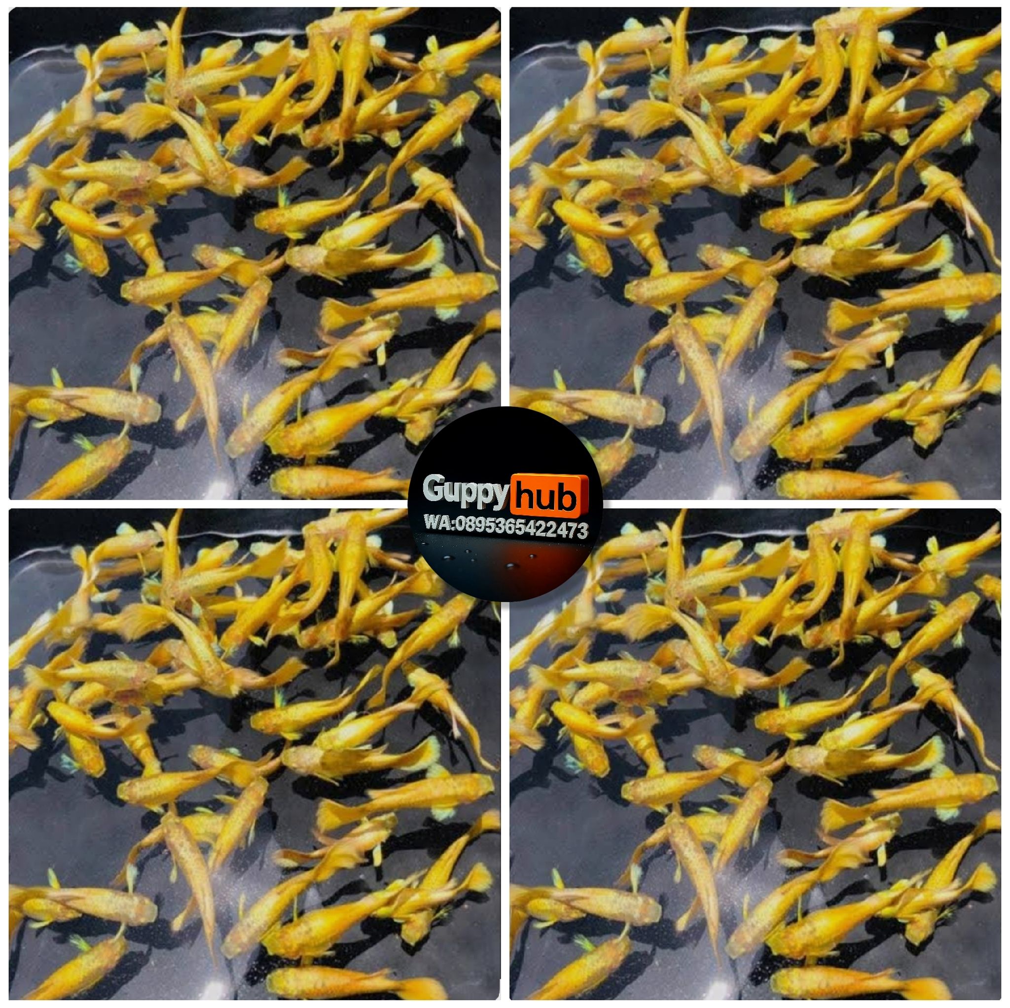 Guppy full gold