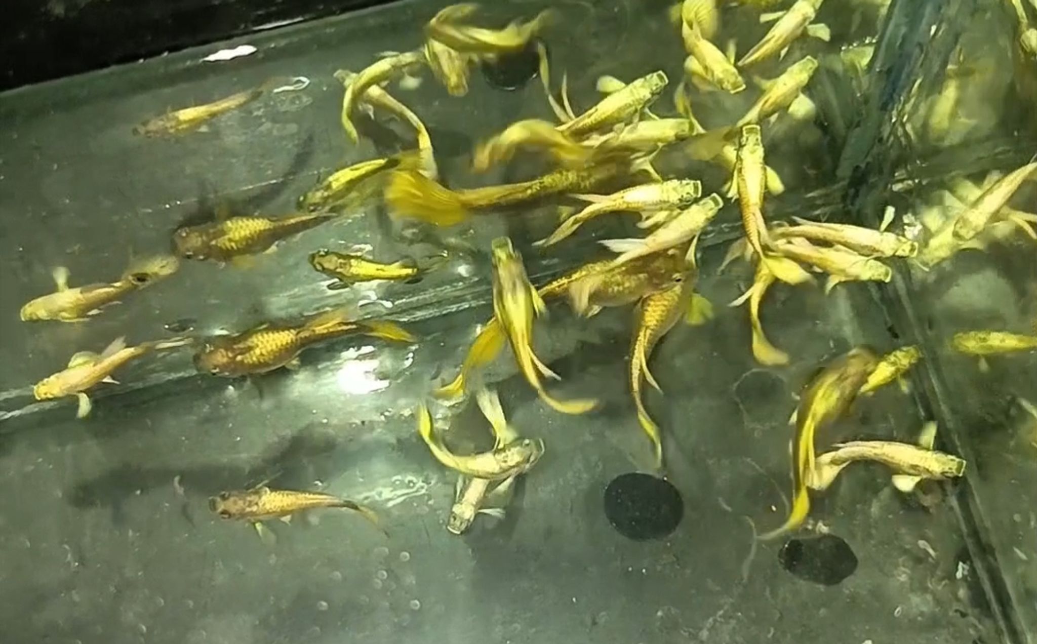 Higher Care Guppy full gold normal