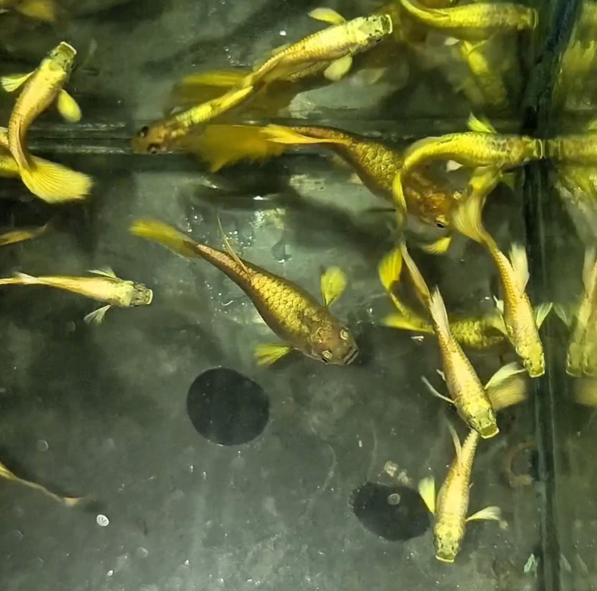 Higher Care Guppy full gold normal