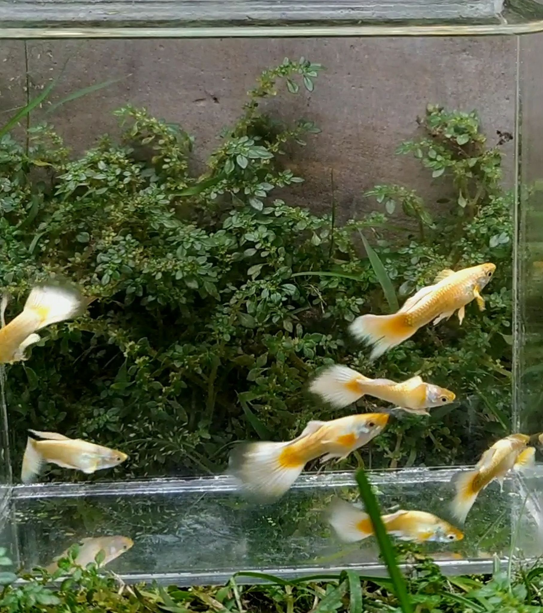 Higher Care Guppy gold long fin