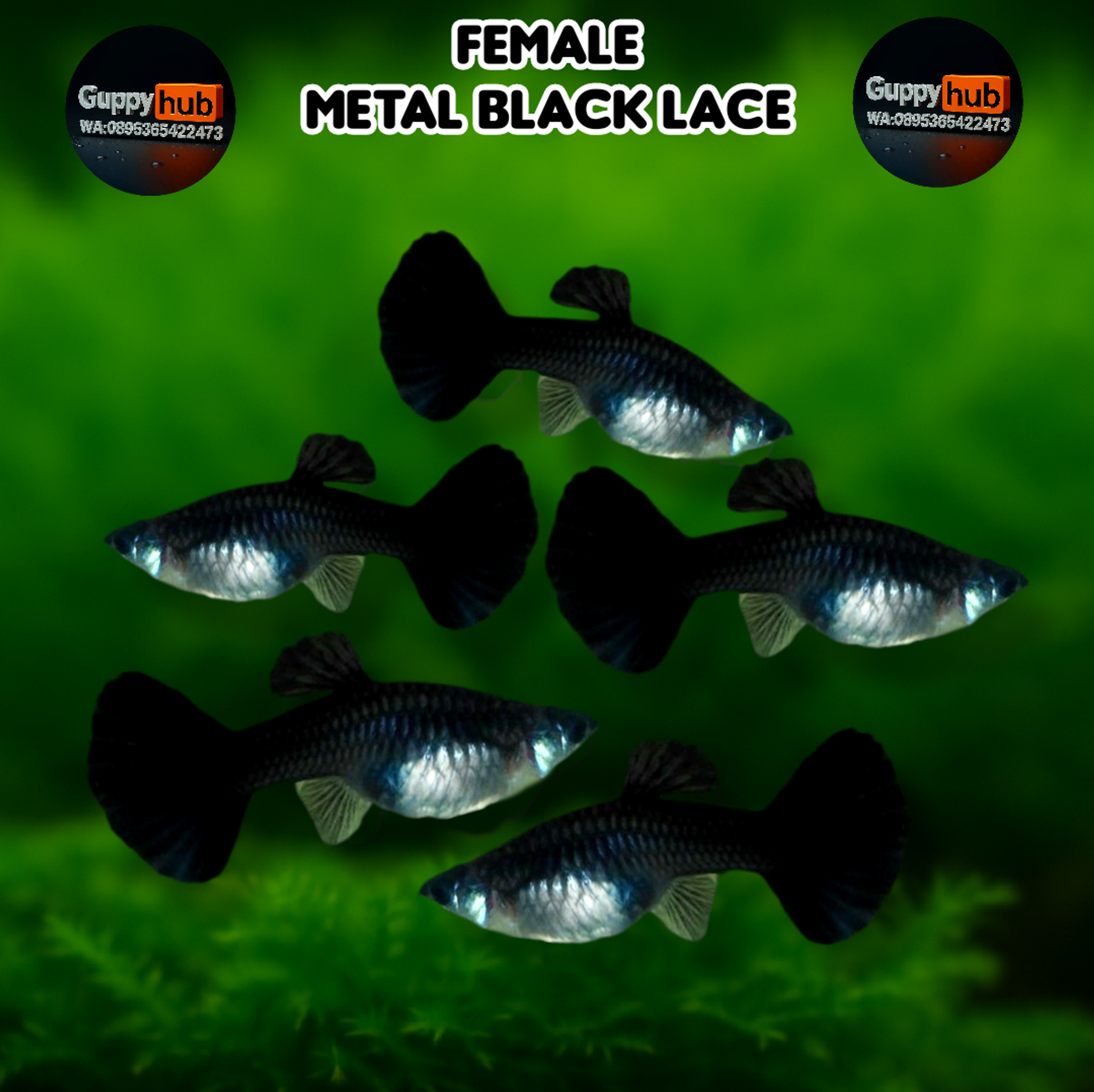 Guppy metal black lace