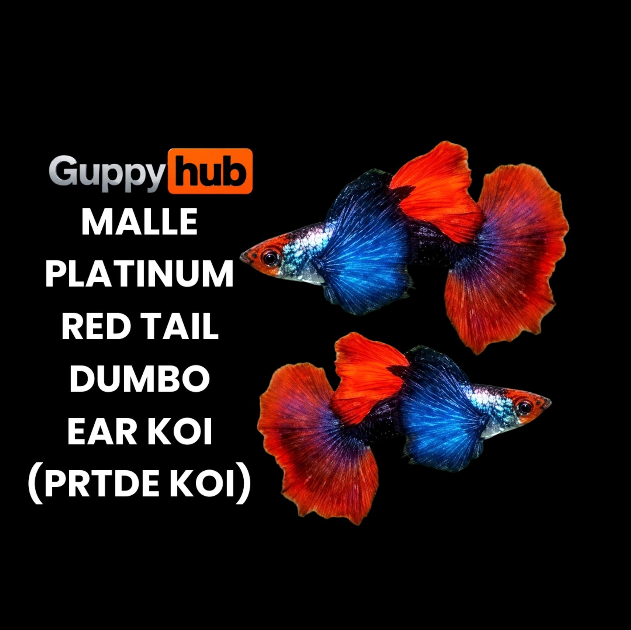 Guppy platinum red tail Dumbo ear koi (prtde koi)