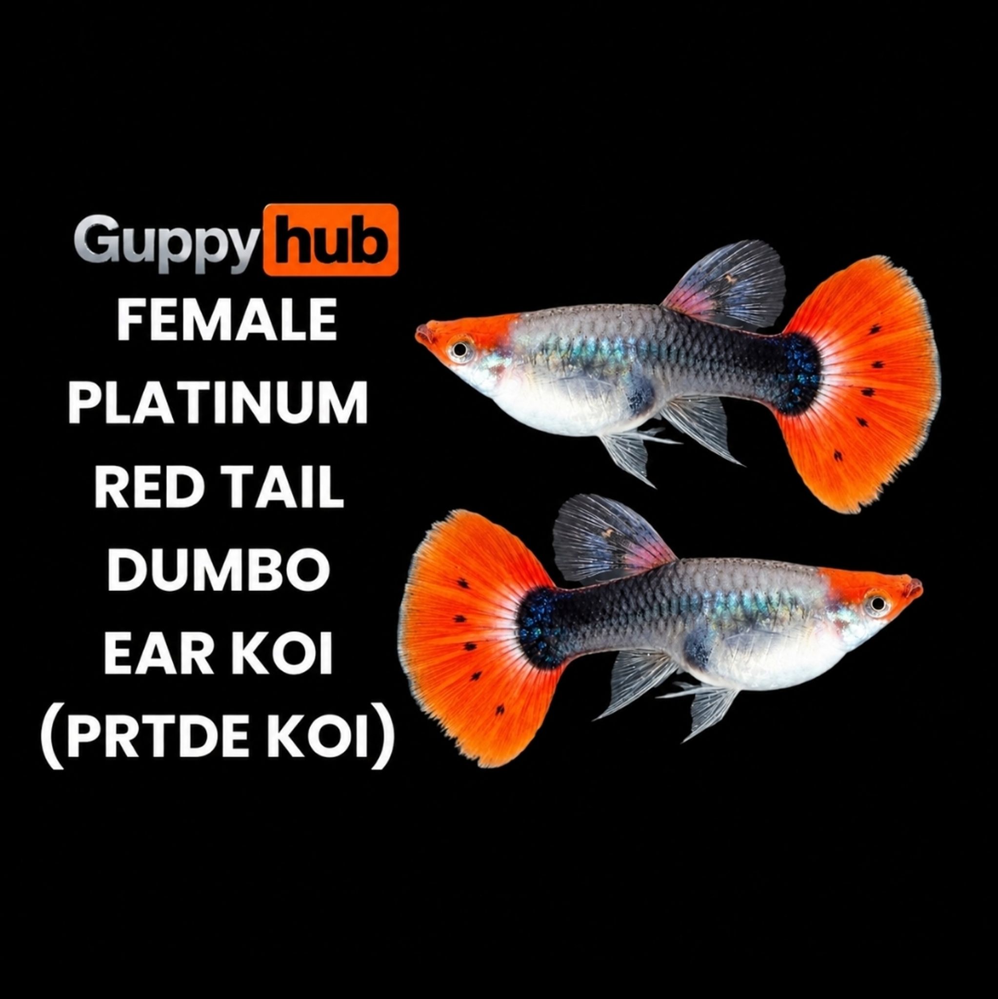 Guppy platinum red tail Dumbo ear koi (prtde koi)