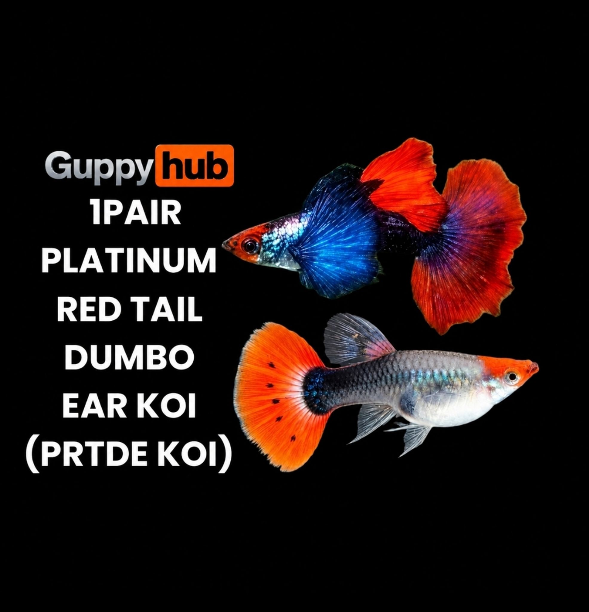 Guppy platinum red tail Dumbo ear koi (prtde koi)