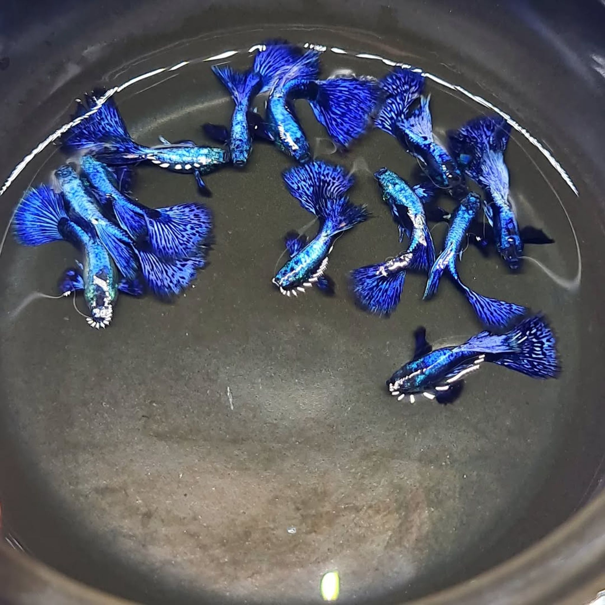 Higher Care Guppy purple dragon