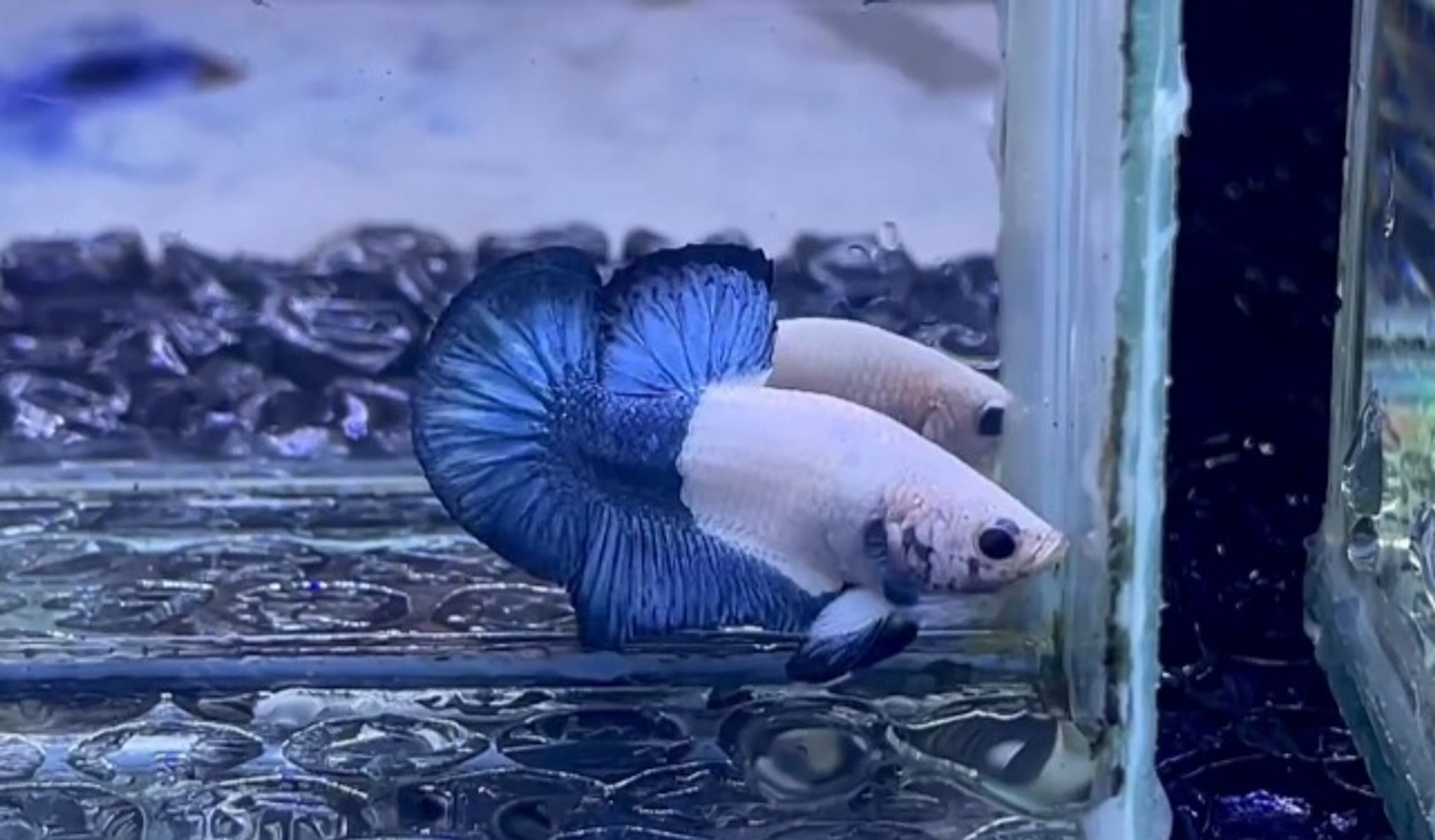 HALF BLUE