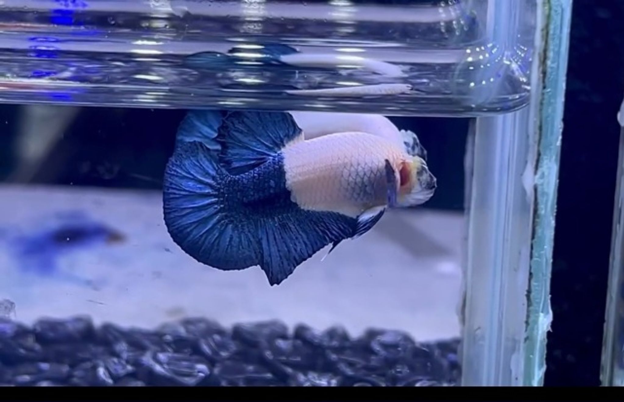 HALF BLUE