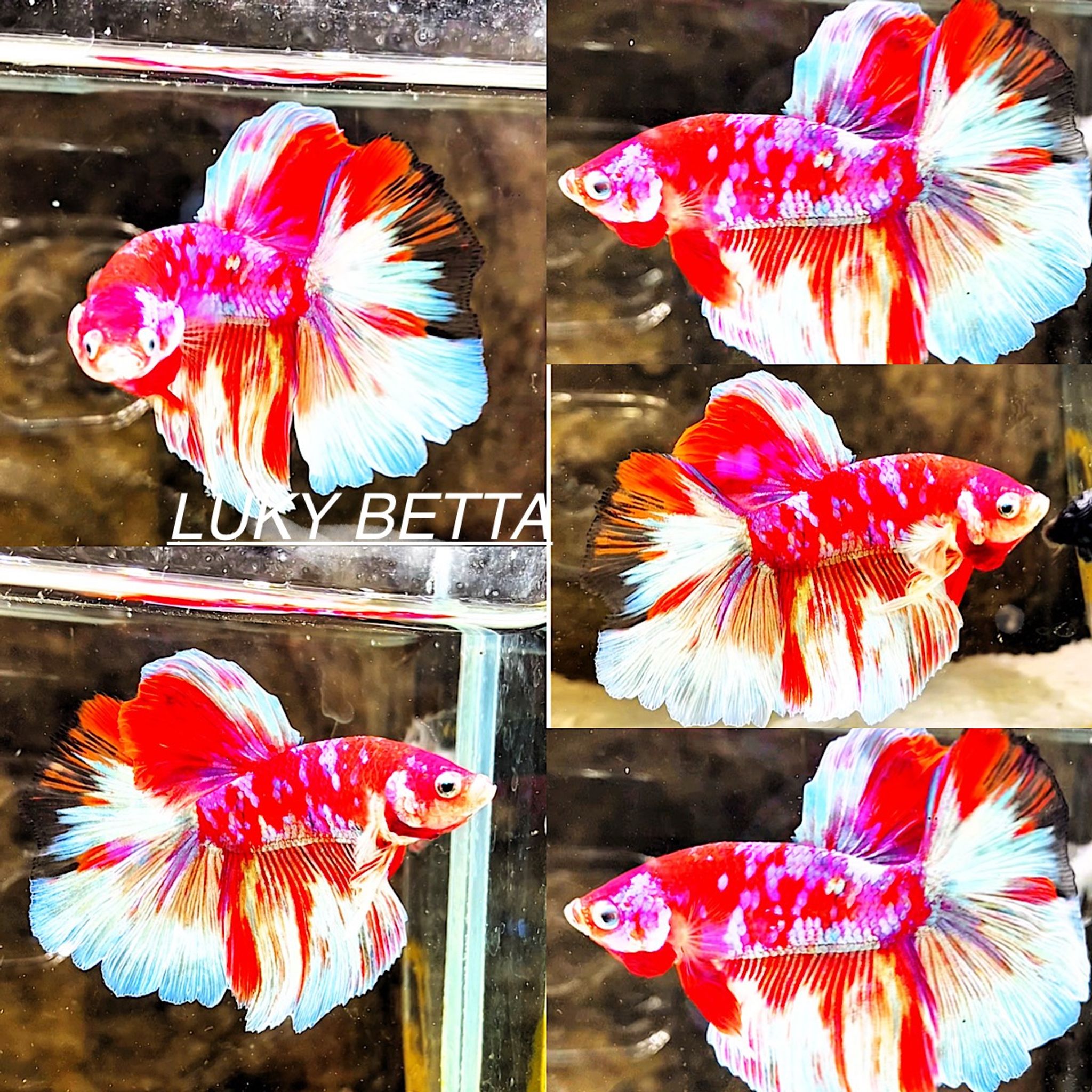 HALFMOON BARONGSAI