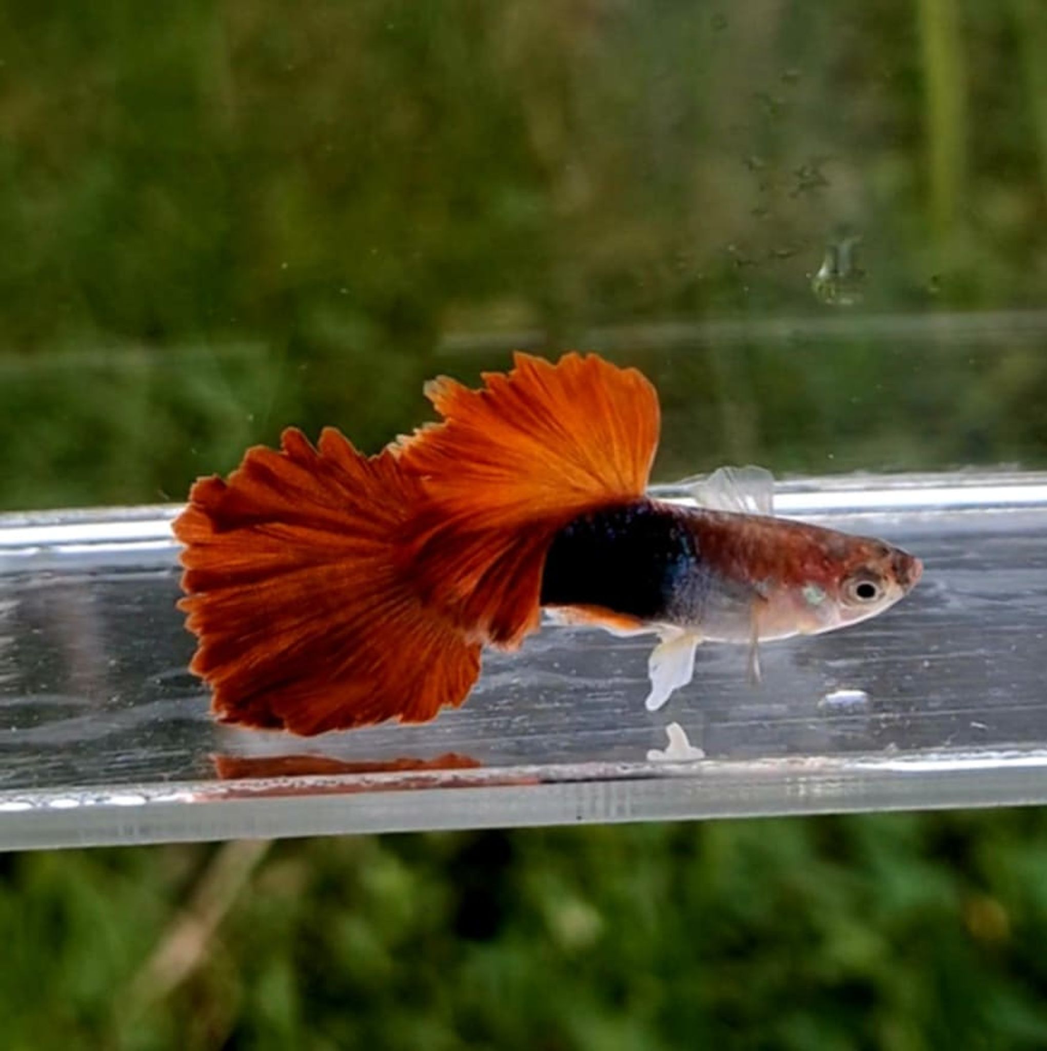 HB Red Rosetail Caulyflower