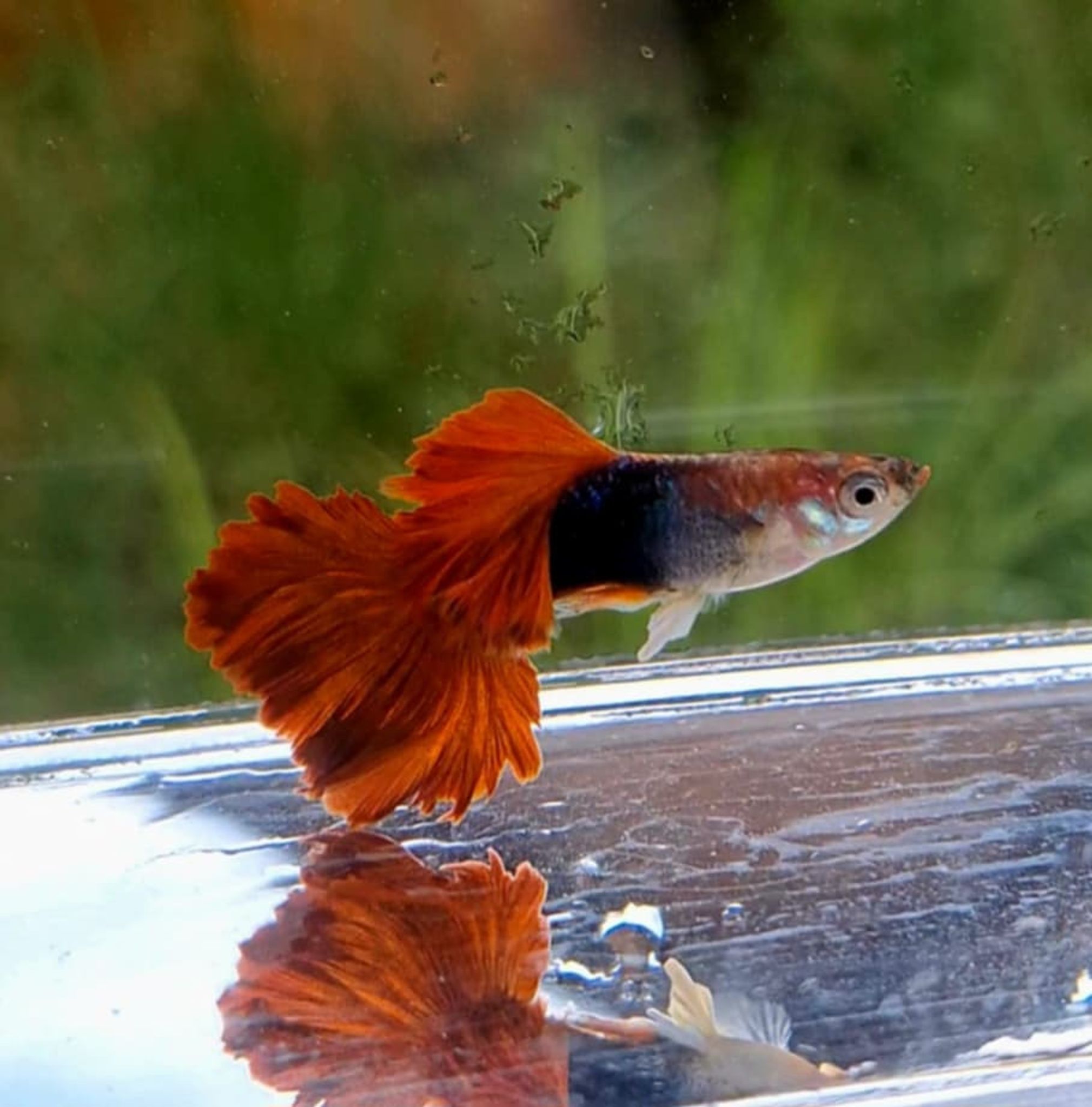 HB Red Rosetail Caulyflower