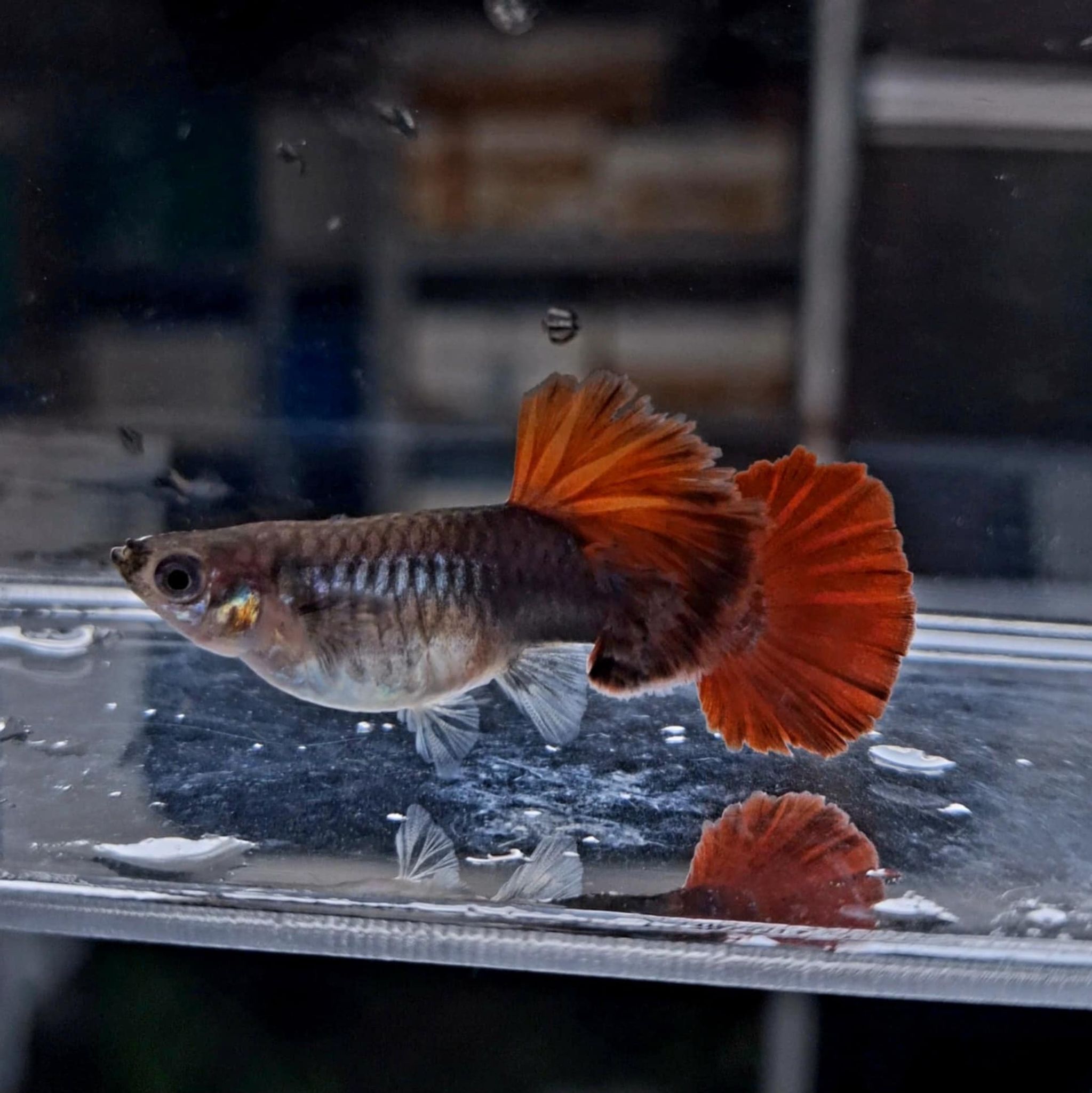 HB Red Rosetail Caulyflower