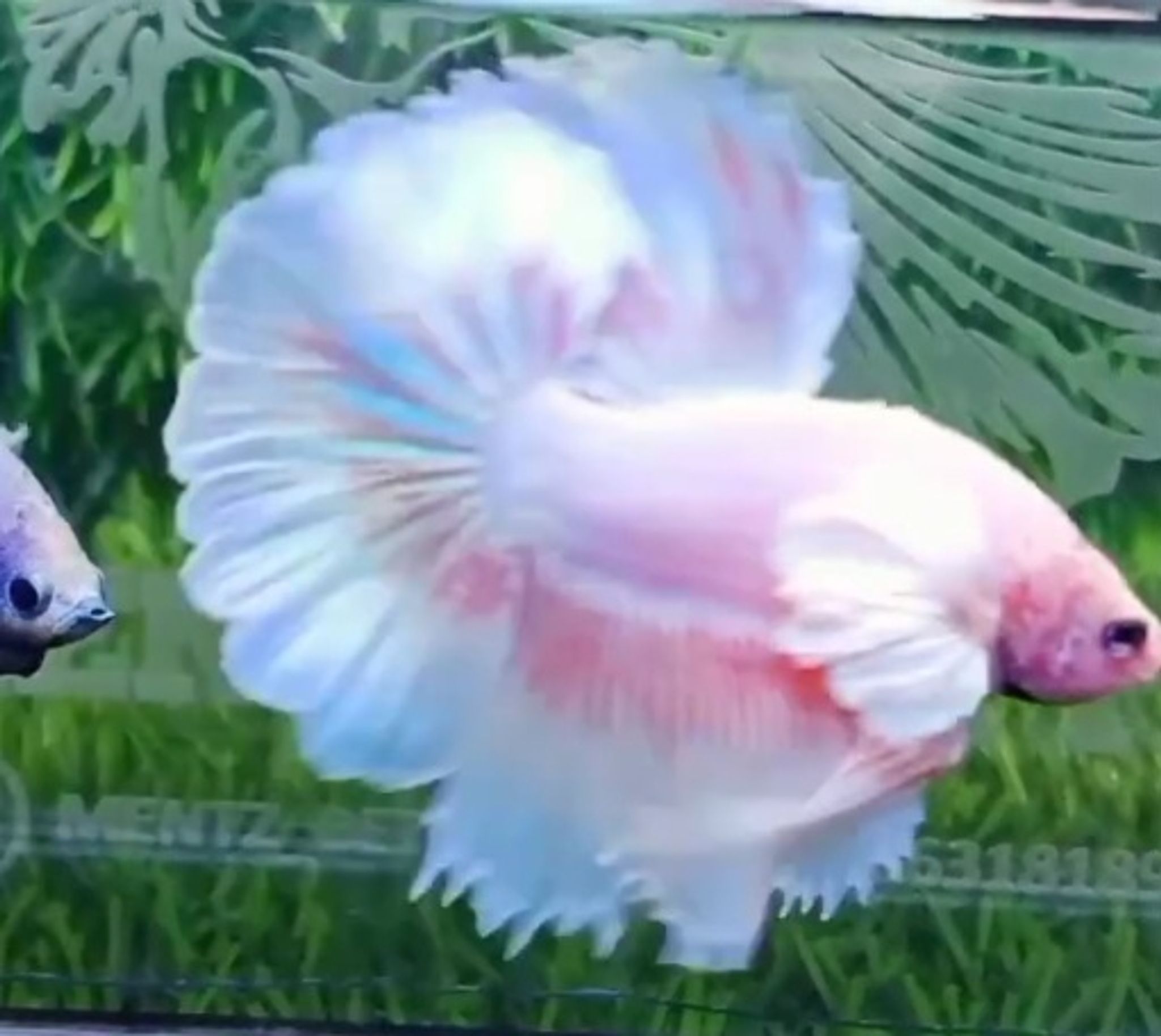 HM Dumbo Ear Pink butterfly