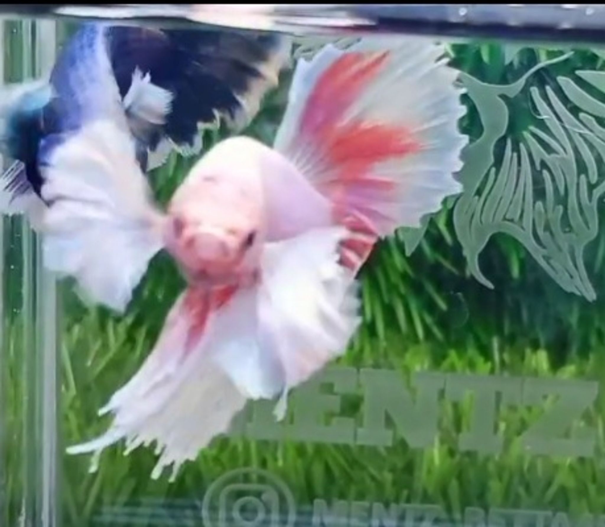 HM Dumbo Ear Pink butterfly