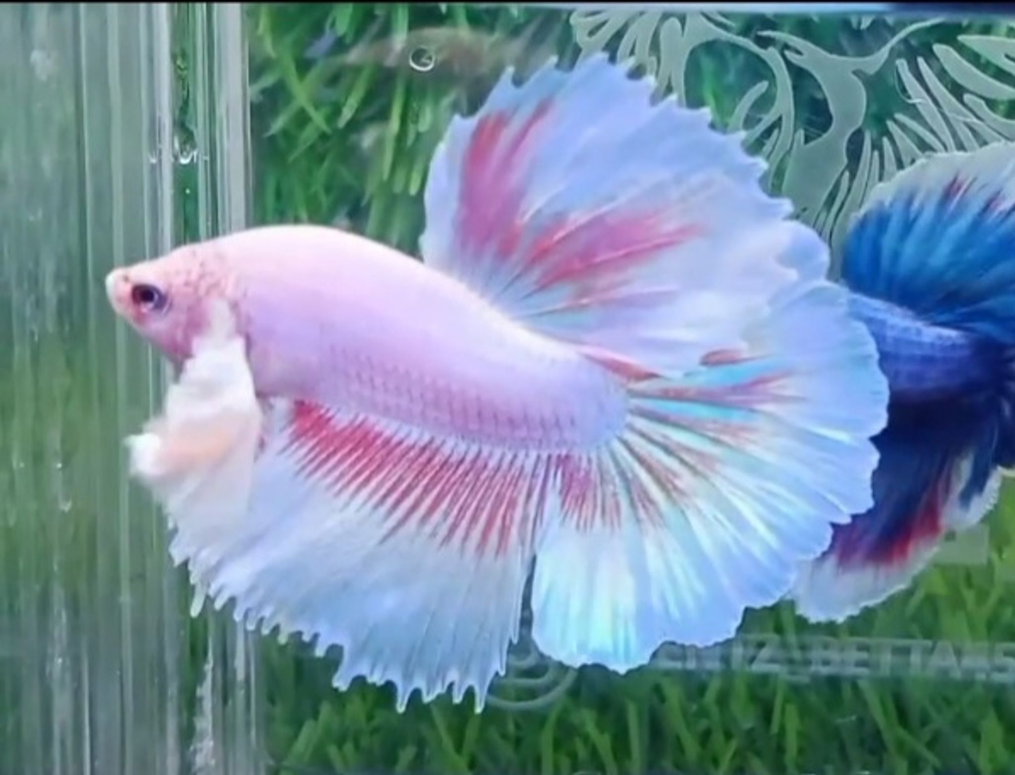 HM Dumbo Ear Pink butterfly
