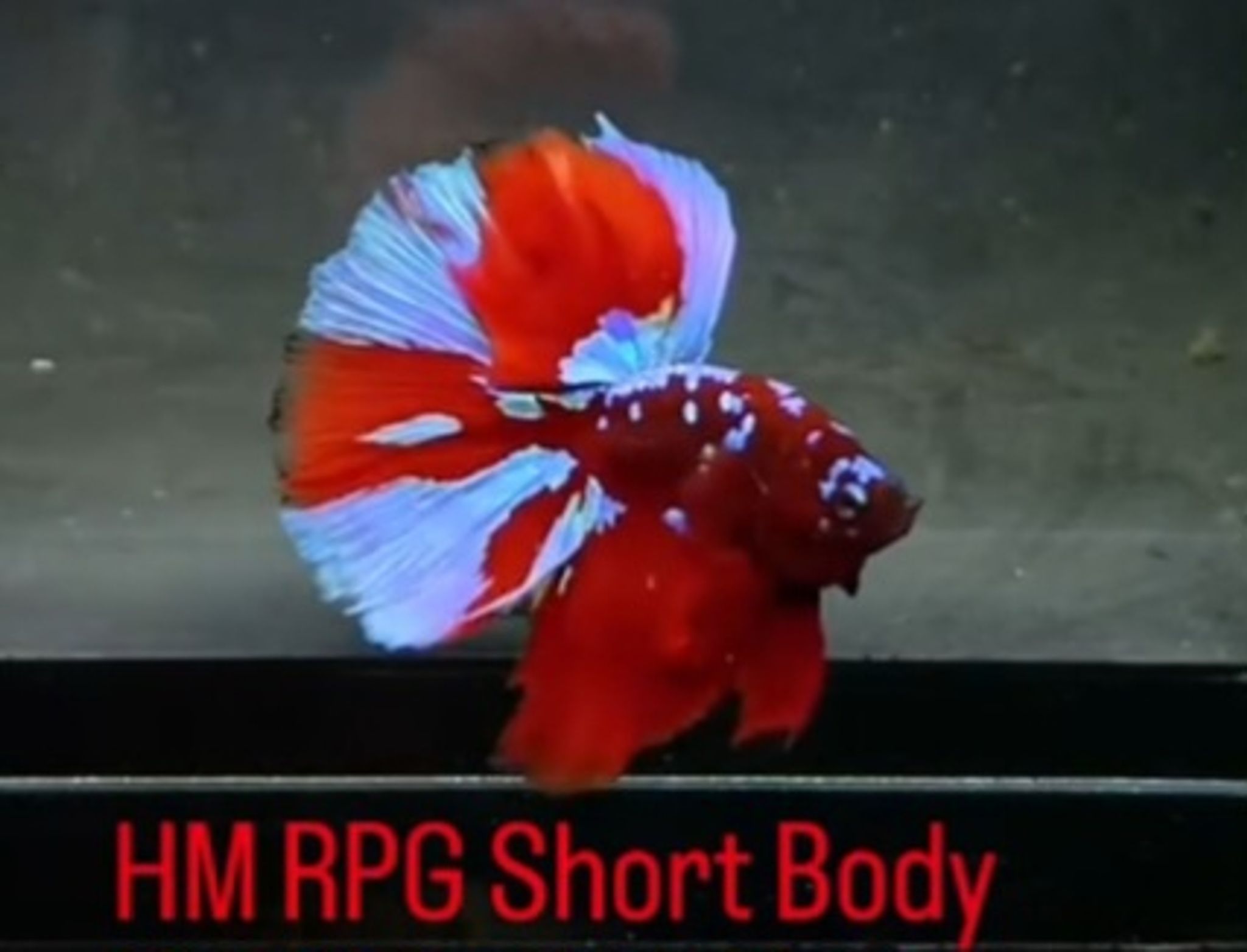 HM RPG short body(RARE)