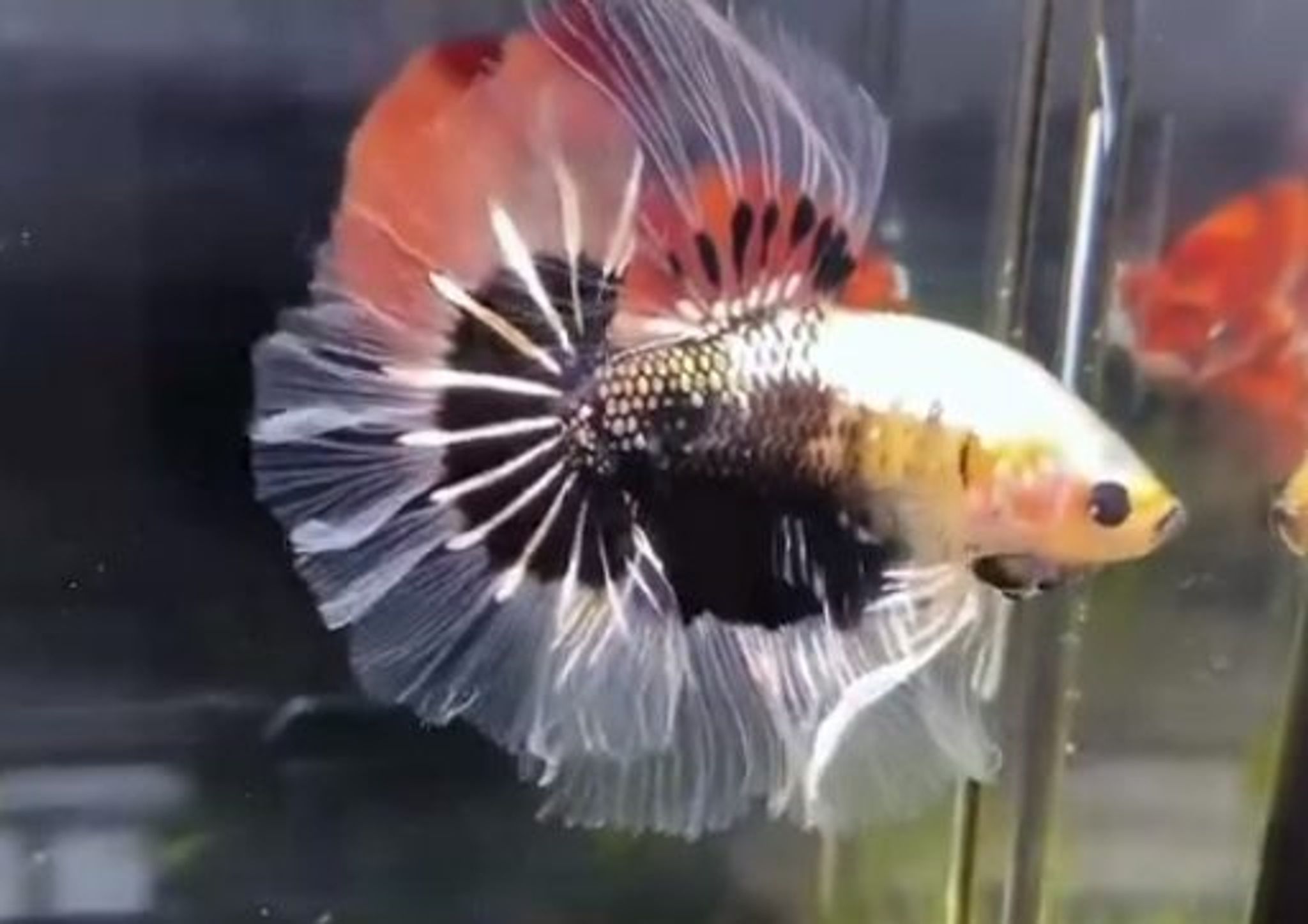 Any Other Color (HM Rosetail AOC)