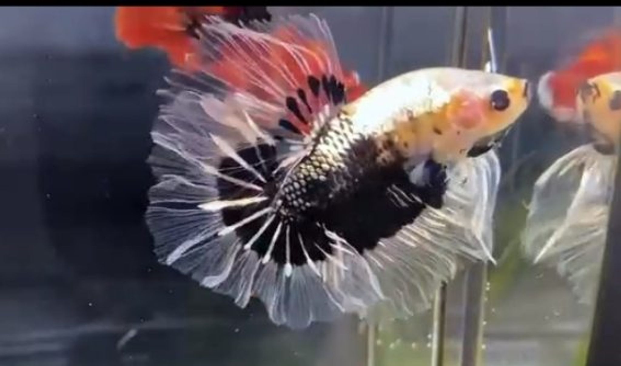 HM Rosetail AOC