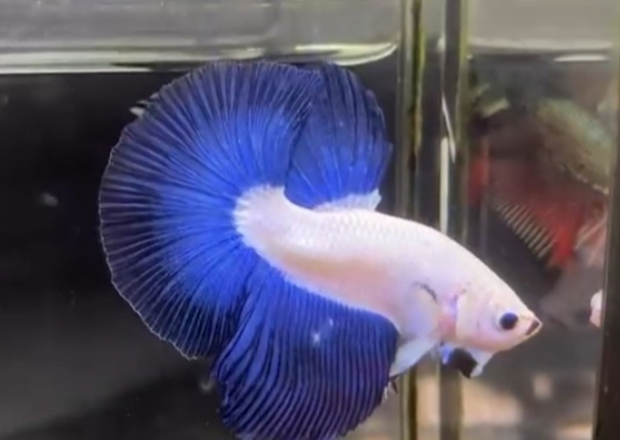 HM blue rim bi-color