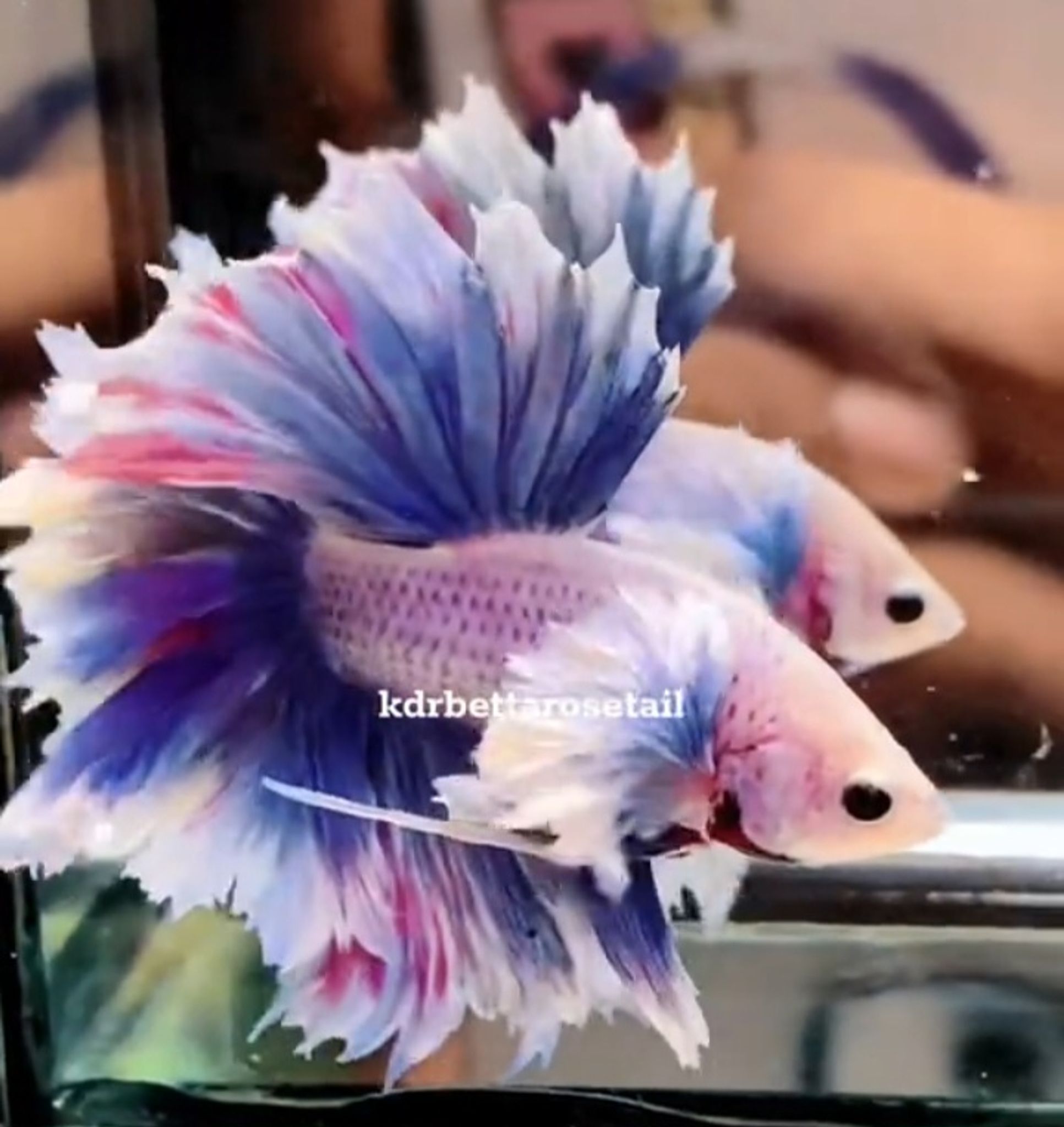 HM feathertail purple grizzly