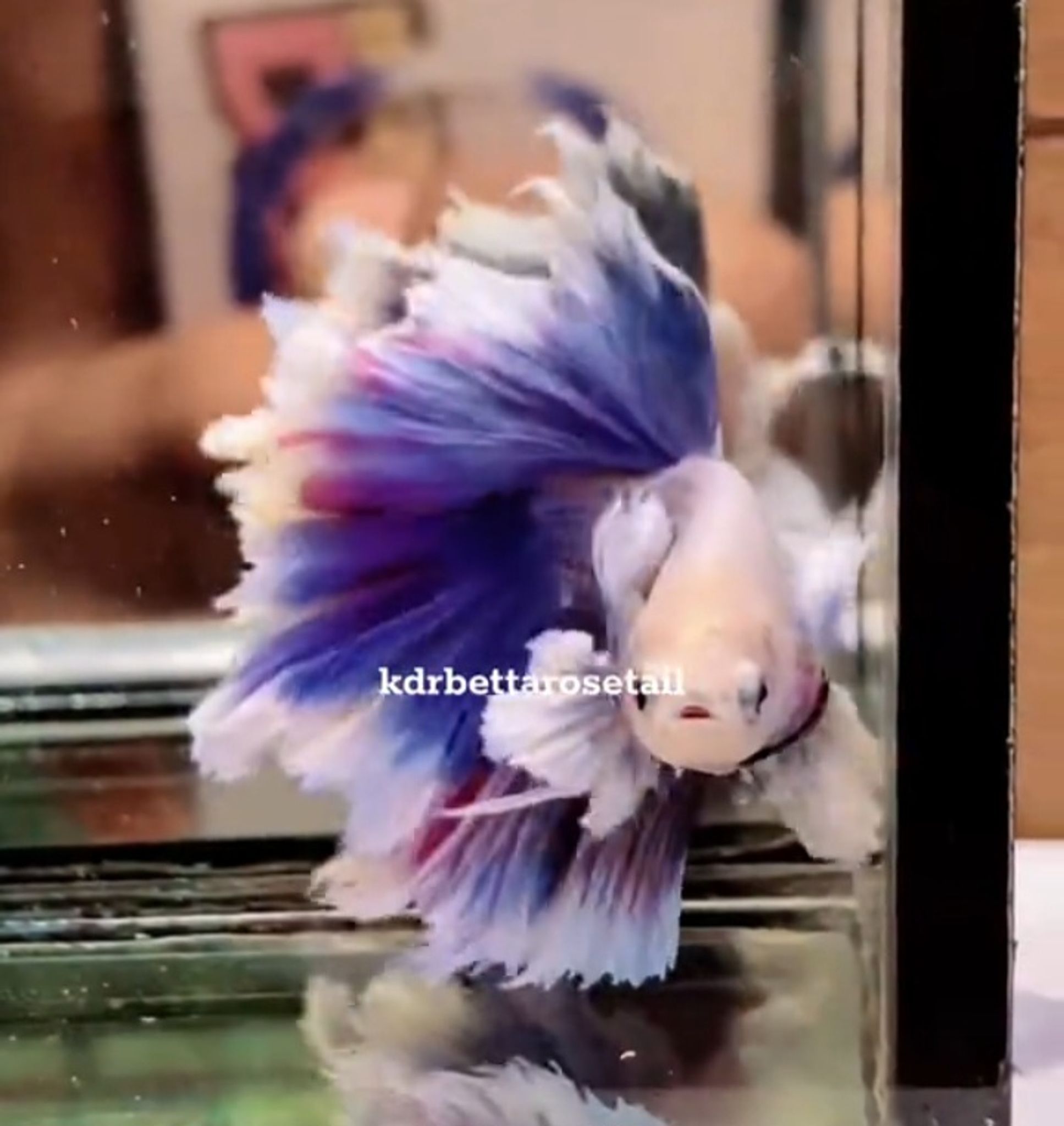 HM feathertail purple grizzly