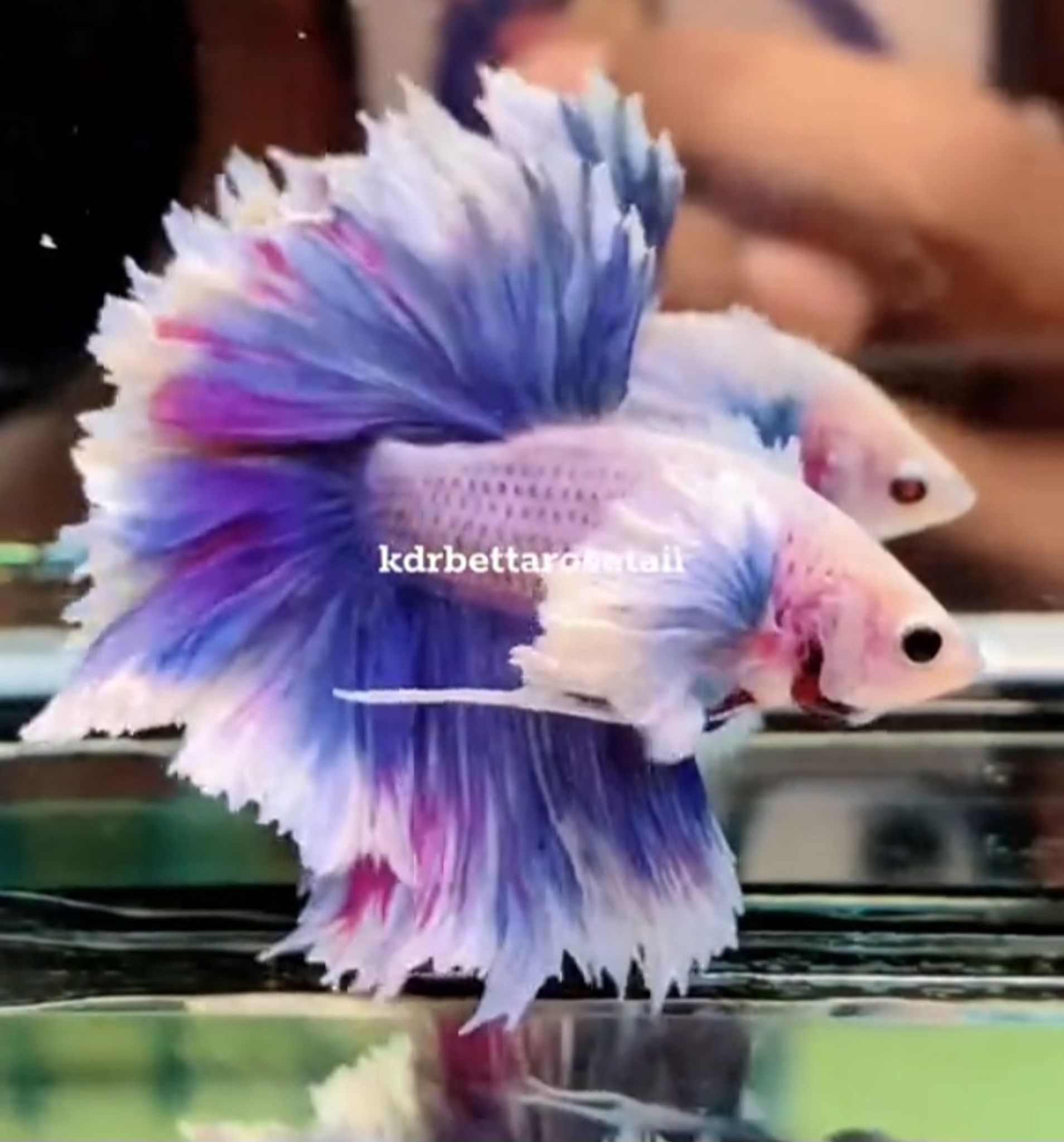 HM feathertail purple grizzly
